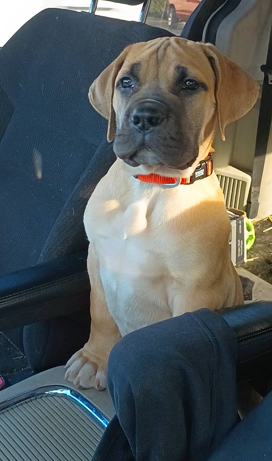 Echo is registered to the contest to win money with this photo: automotive_exterior, blue, canidae, carnivore, collar, companion_dog, dog, dog_breed, dog_collar, dog_supply, fawn, pet_supply, snout, sporting_group, vehicle_door, whiskers, windshield, working_animal, working_dog, wrinkle