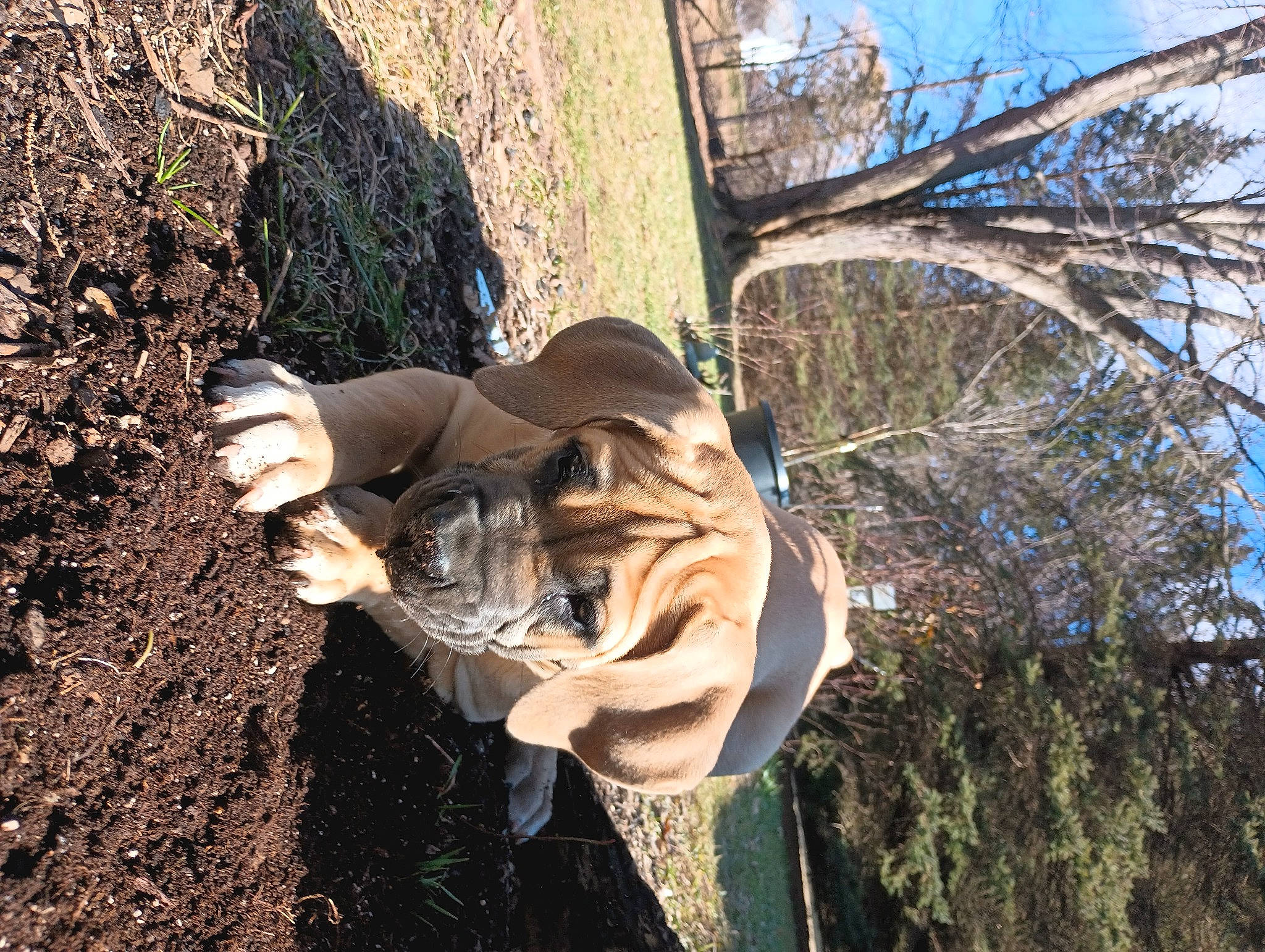 Echo is registered to the contest to win money with this photo: branch, fawn, forest, fun, glove, grass, landscape, people_in_nature, plant, plant_stem, rock, sculpture, sky, soil, tree, trunk, twig, wood, woodland, woody_plant