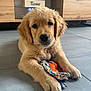 golden_retriever, puppy, dog, toy, rope_toy, orange_toy, floor, tile_floor, wooden_furniture, tv_stand, television, indoor, pet, cute, animal, lying_down, fur, paw, playful, household