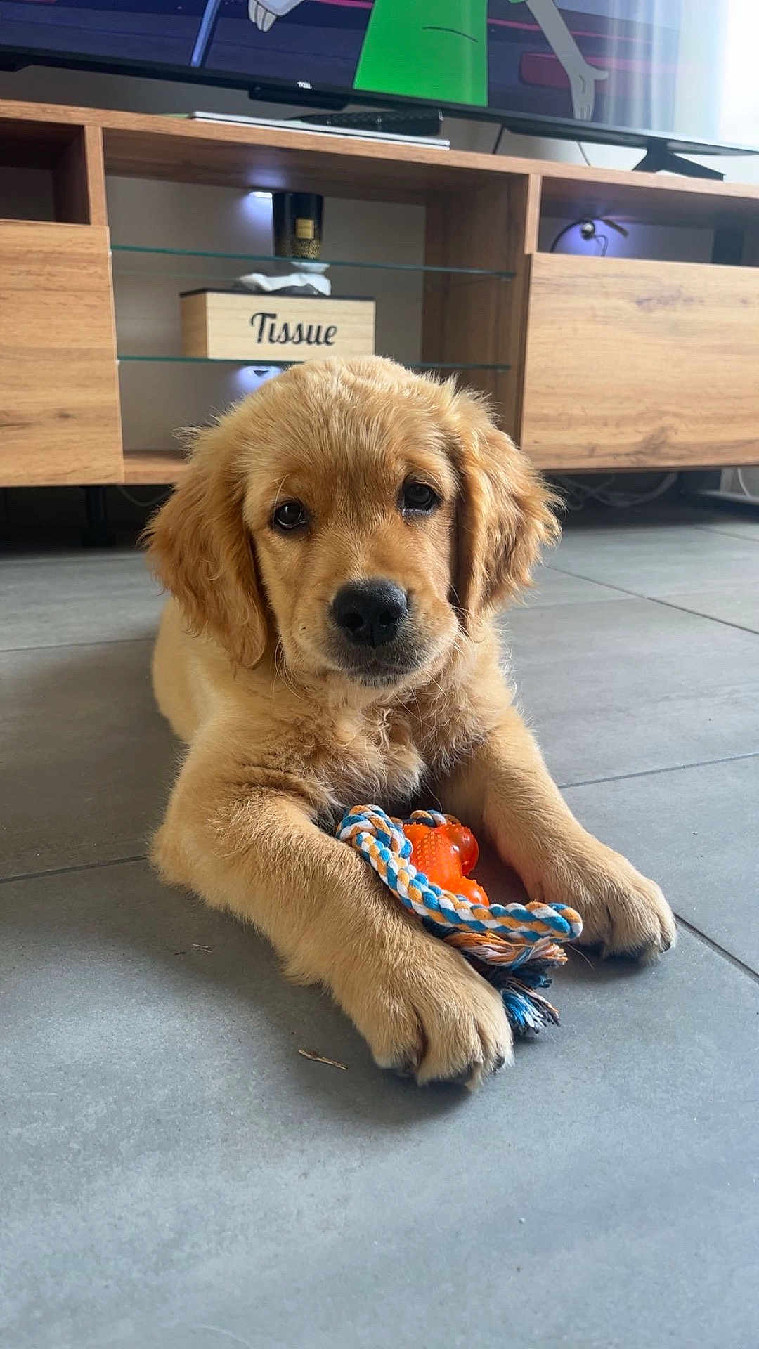 Aïcko a rejoint le concours — aidez-le/la à gagner de superbes lots ! golden_retriever, puppy, dog, toy, rope_toy, orange_toy, floor, tile_floor, wooden_furniture, tv_stand, television, indoor, pet, cute, animal, lying_down, fur, paw, playful, household