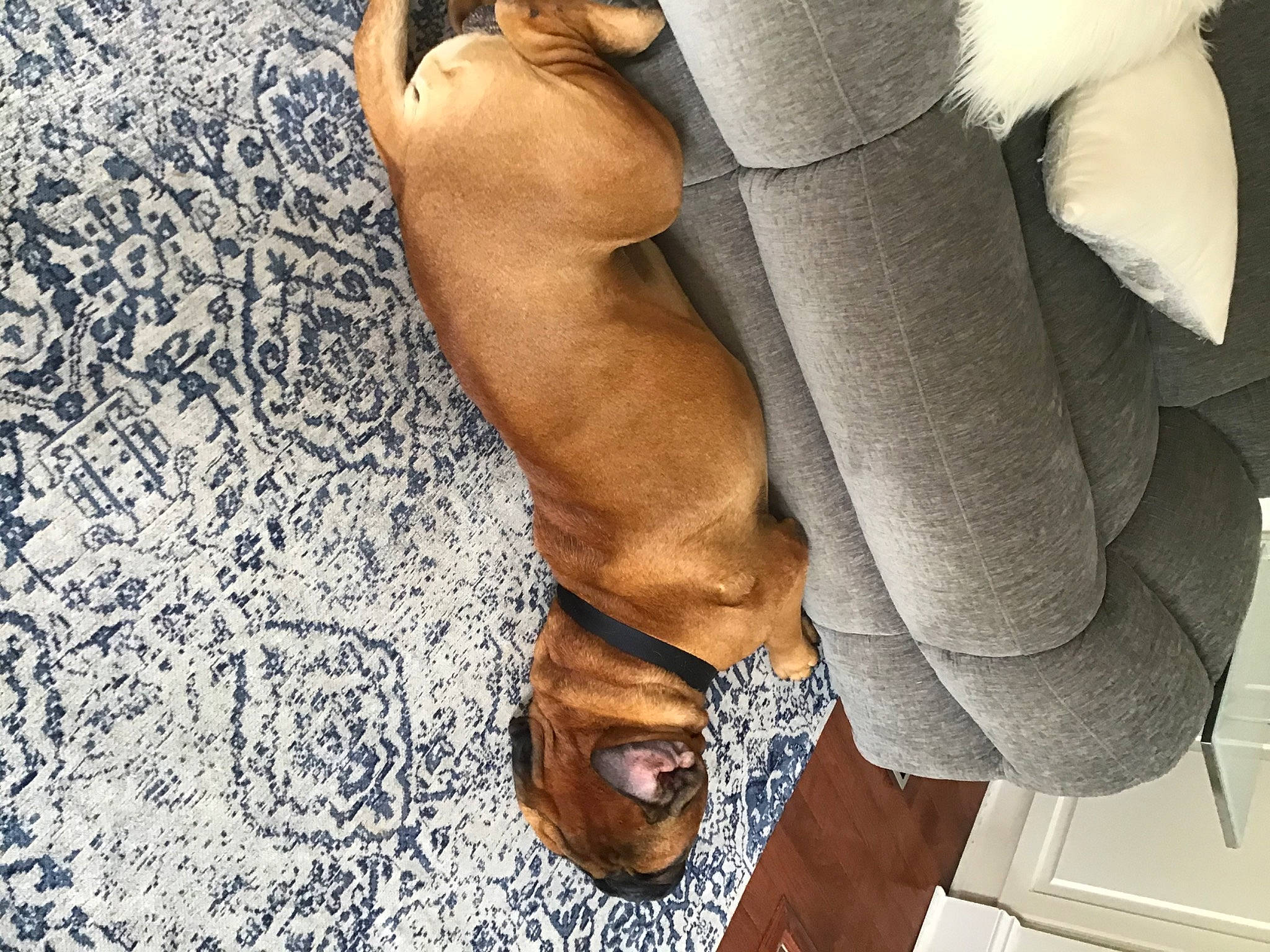 Whiskey joined the competition — help win amazing prizes! bag, comfort, denim, dress, fashion_accessory, fawn, flooring, foot, fur, gesture, glove, human_leg, knee, leg, linens, textile, thigh, toe, waist, wood