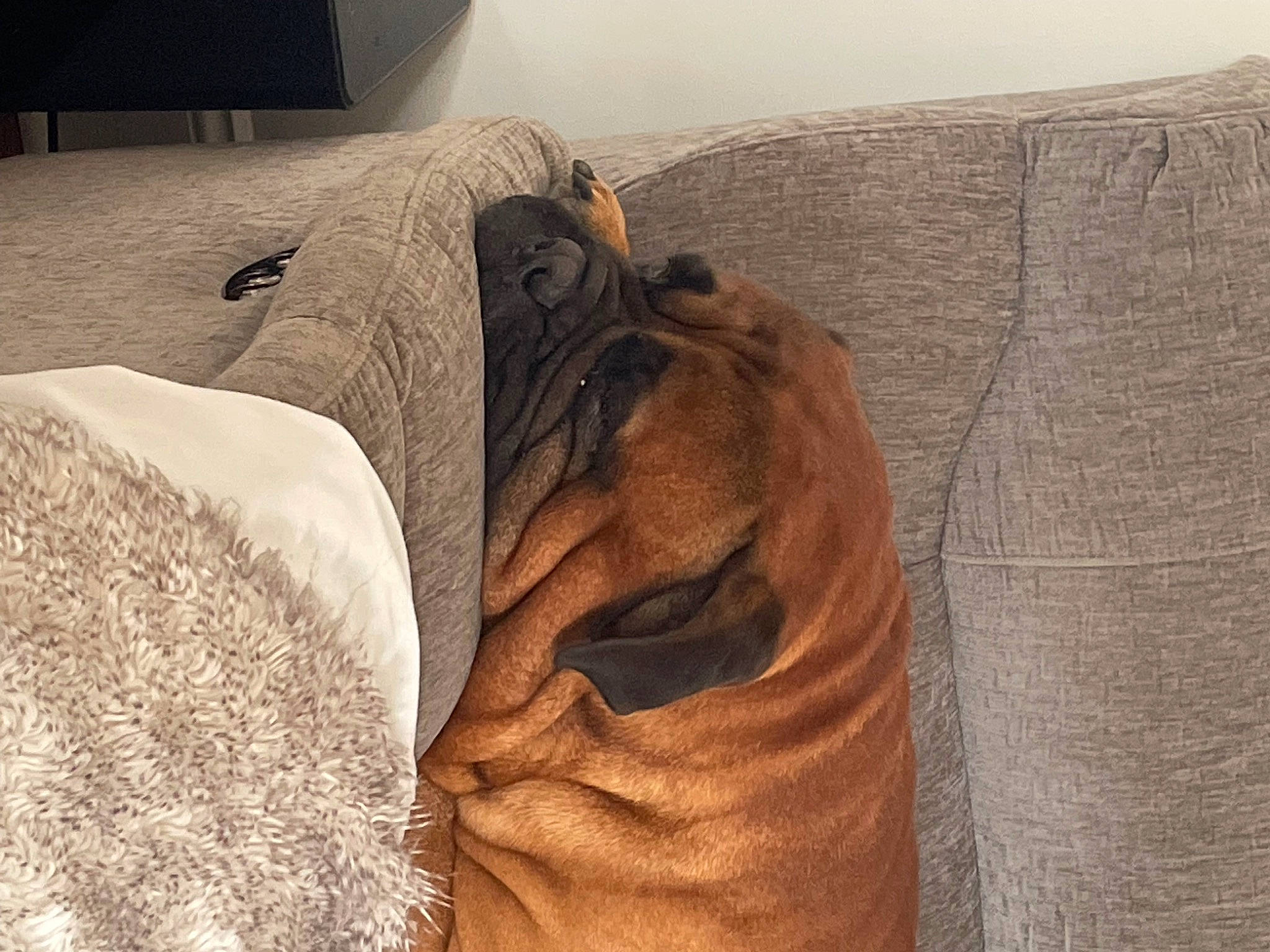 Whiskey is registered to the contest to win money with this photo: bedding, comfort, companion_dog, dog_breed, fawn, felidae, flooring, fur, grass, grey, hardwood, human_leg, landscape, linens, snout, sporting_group, textile, whiskers, wood, working_animal