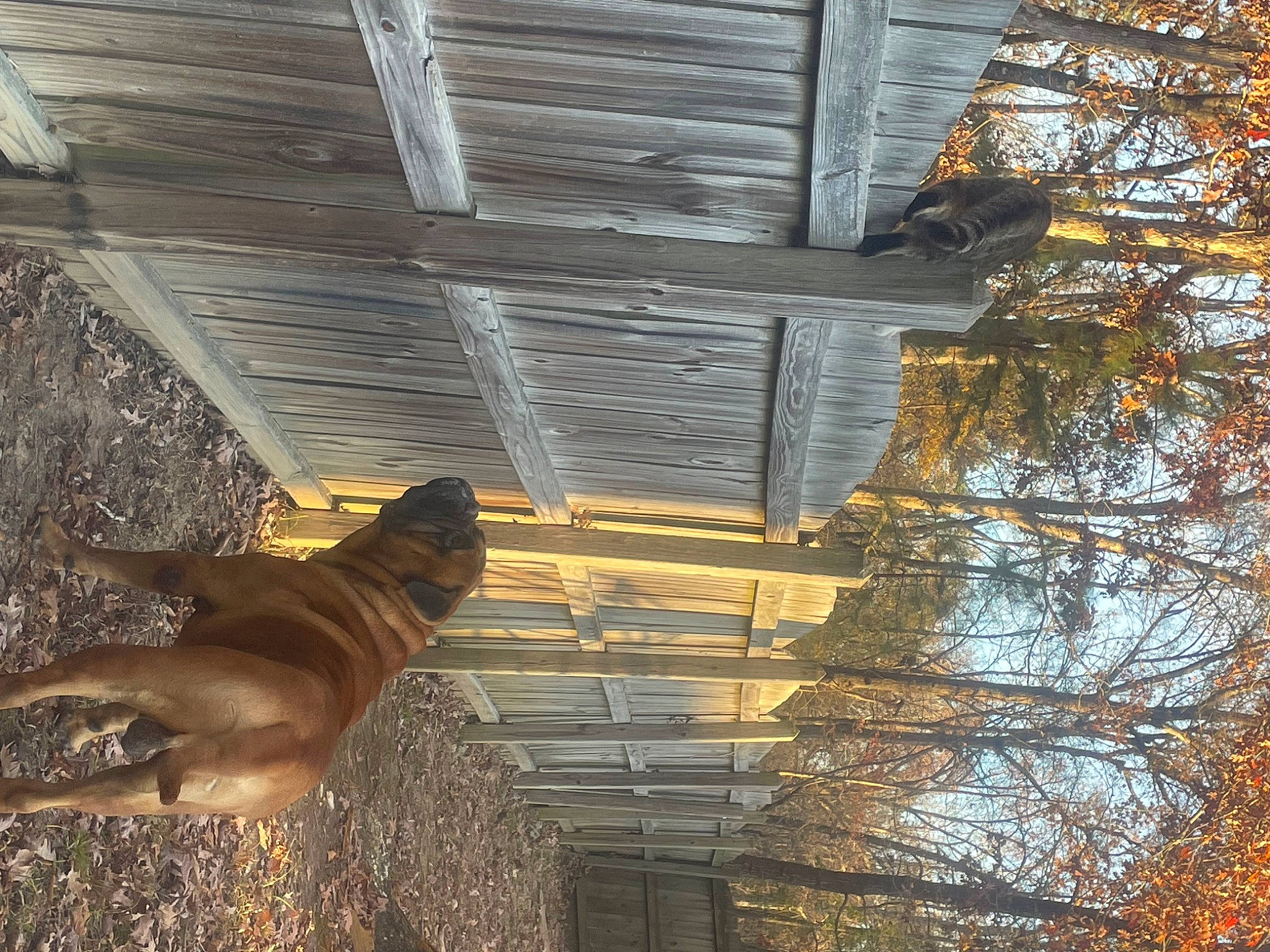 Whiskey is registered to the contest to win money with this photo: beam, carnivore, dog, dog_breed, hardwood, house, liver, lumber, plant, roof, shade, shadow, sky, tail, tints_and_shades, tree, trunk, twig, winter, wood