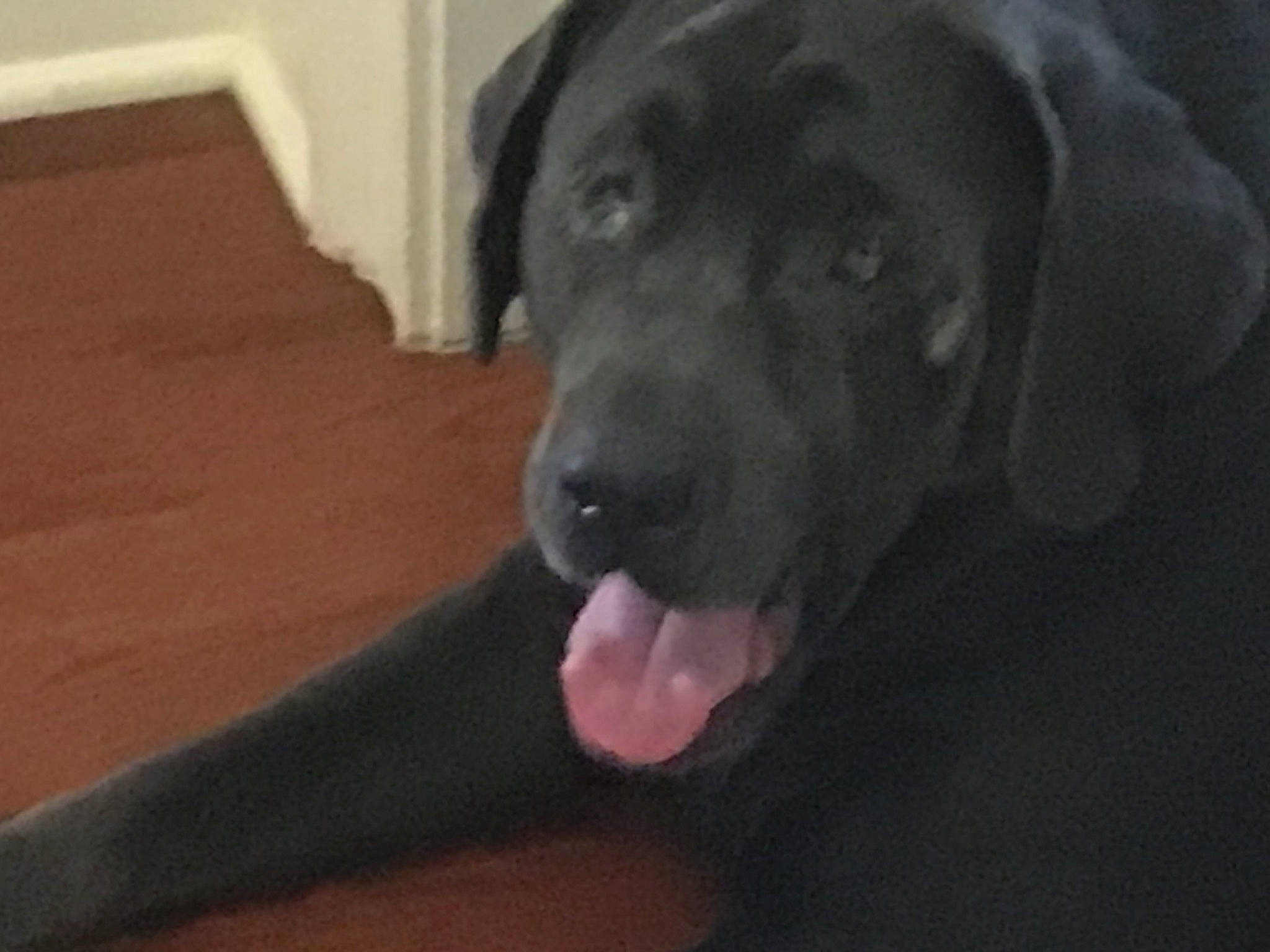 Charlie is registered to the contest to win money with this photo: borador, canidae, carnivore, companion_dog, dog, dog_breed, flooring, fur, guard_dog, gun_dog, hardwood, labrador_retriever, liver, retriever, snout, sporting_group, tail, whiskers, wood, working_dog