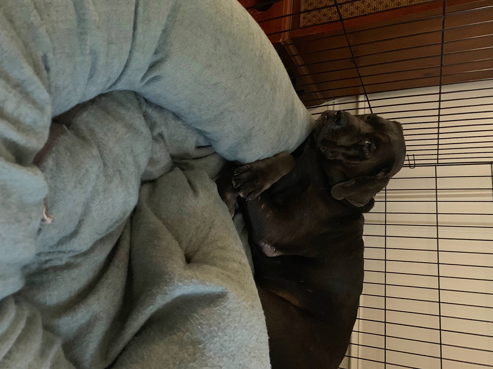 Charlie is registered to the contest to win money with this photo: chest, comfort, elbow, felidae, flooring, fur, grey, human_leg, linens, metal, monument, personal_protective_equipment, pocket, sculpture, sitting, sleeve, terrestrial_animal, whiskers, wood, wrinkle