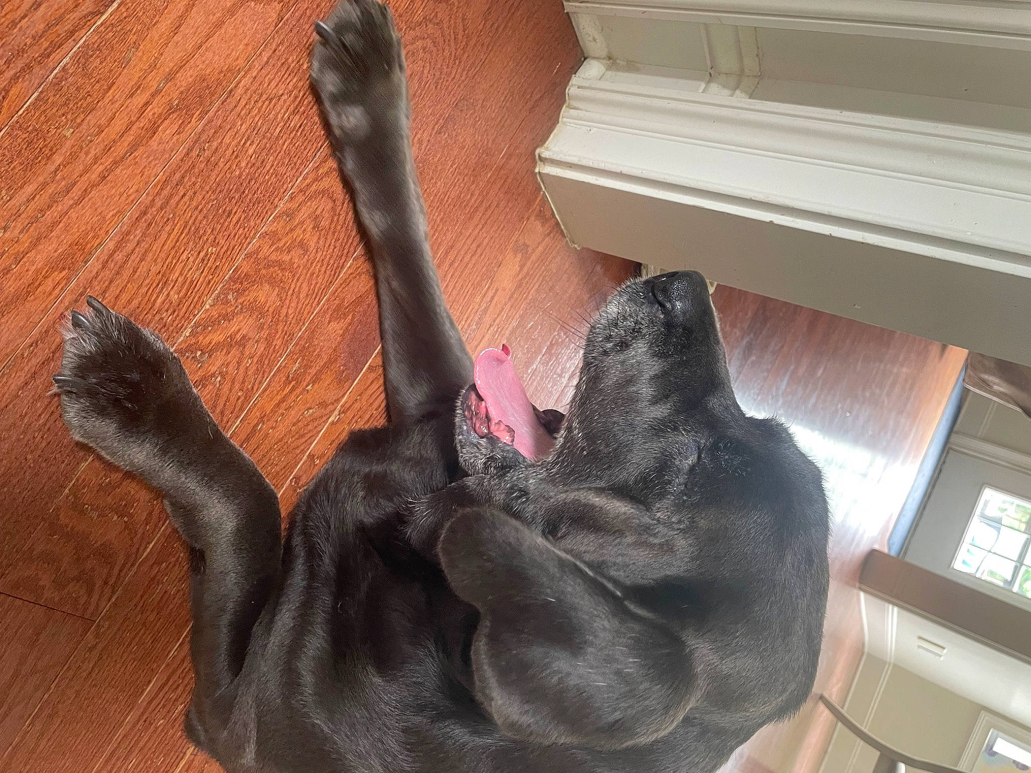 Charlie is registered to the contest to win money with this photo: carnivore, comfort, companion_dog, dog, dog_breed, ear, fawn, felidae, fur, gesture, hardwood, liver, pet_supply, small_to_medium_sized_cats, snout, sporting_group, tail, wood, wood_stain, working_animal