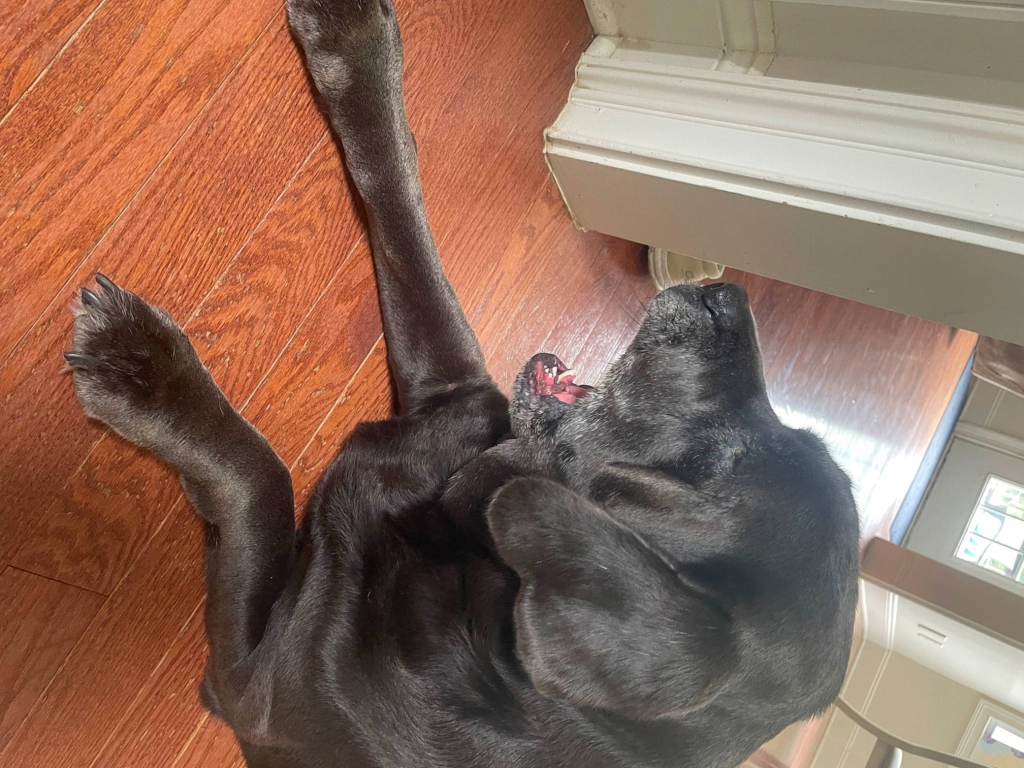 Charlie joined the competition — help win amazing prizes! comfort, domestic_short_haired_cat, ear, fawn, felidae, fur, gesture, hardwood, human_leg, musical_instrument, outdoor_shoe, sculpture, small_to_medium_sized_cats, statue, tail, terrestrial_animal, wood, wood_stain, working_animal, wrist