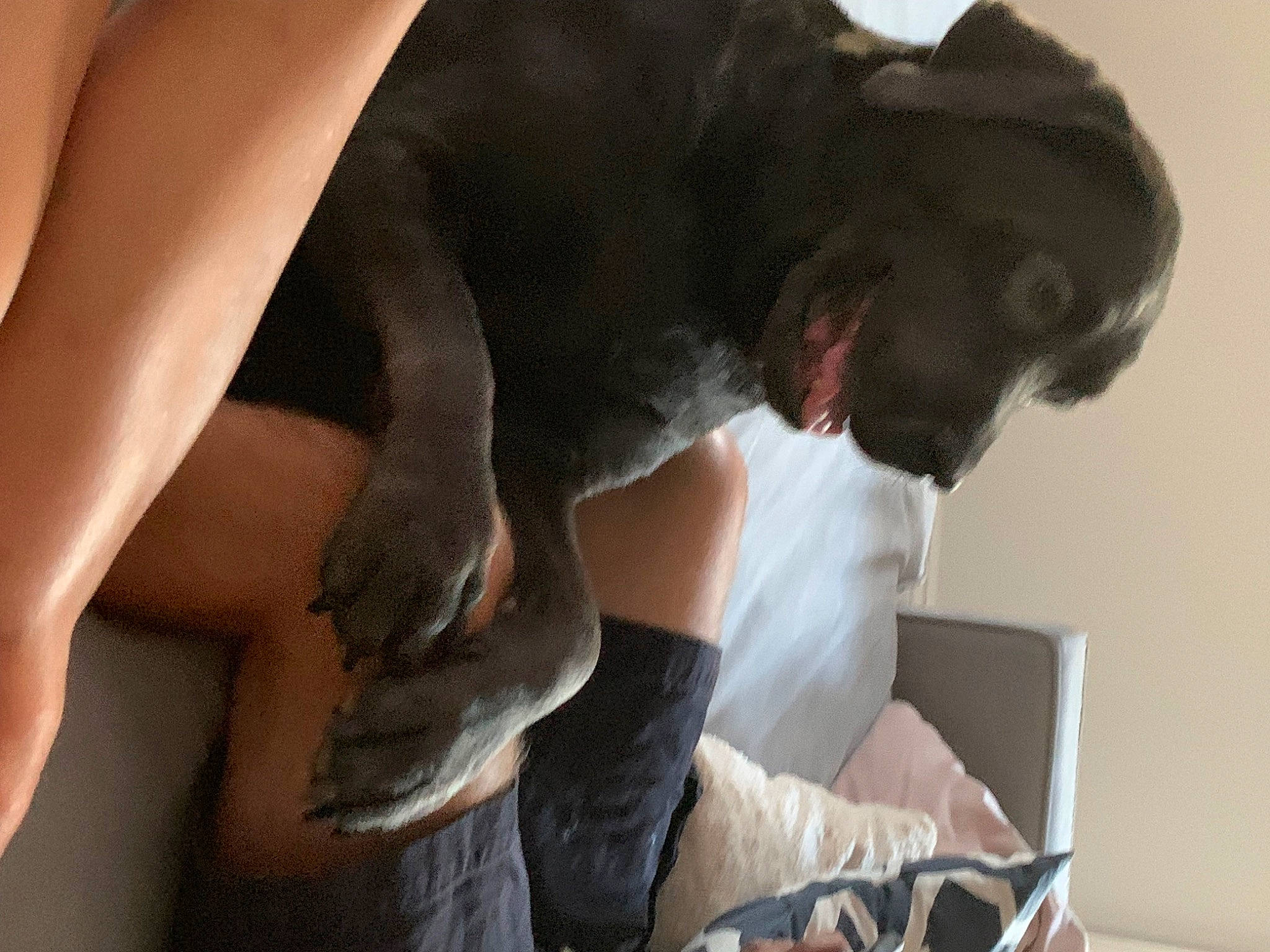 Charlie joined the competition — help win amazing prizes! canidae, carnivore, comfort, companion_dog, dog, dog_breed, elbow, fawn, flesh, foot, fur, gesture, human_leg, knee, sitting, snout, sporting_group, tail, thigh