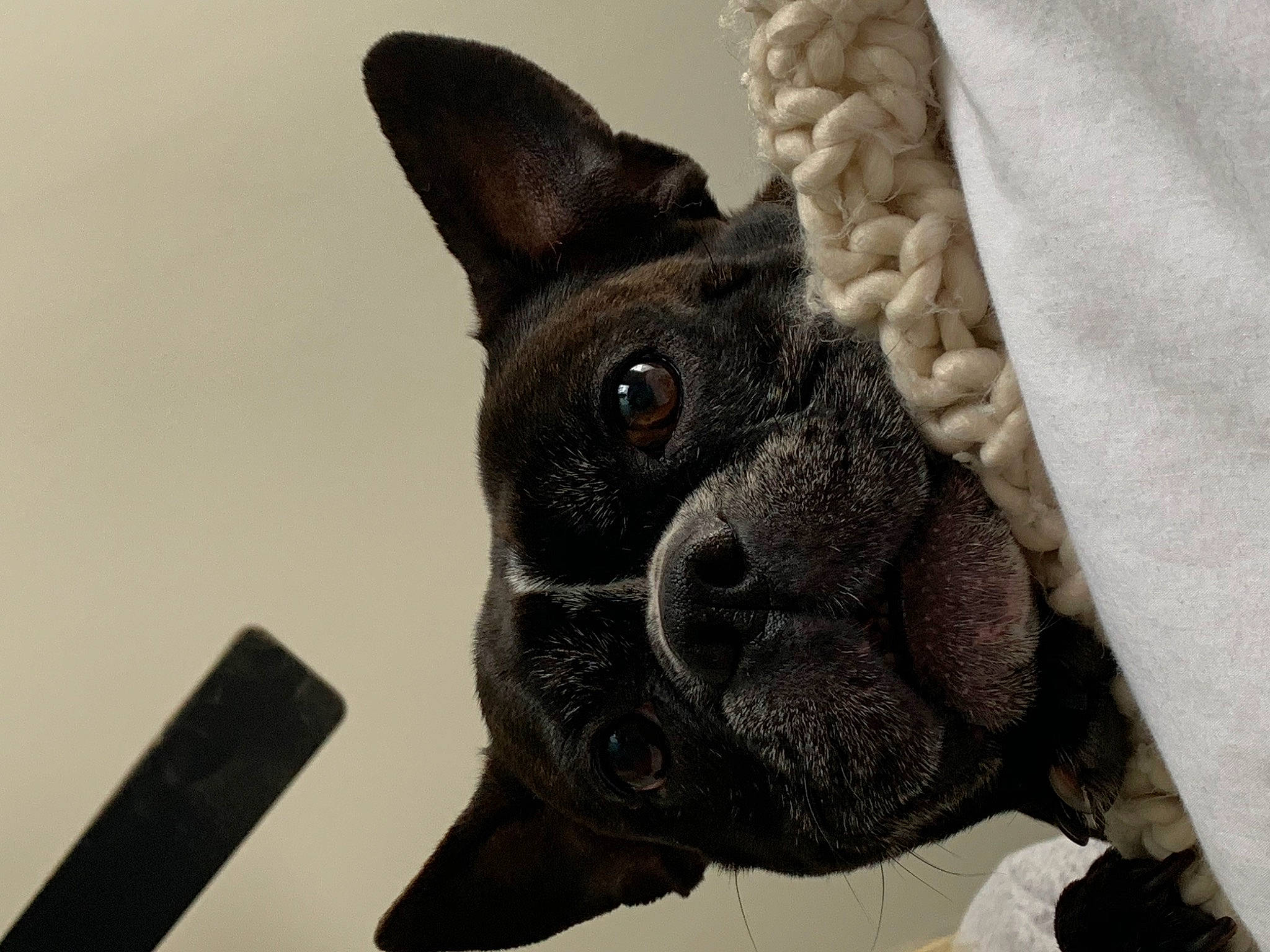 Piper is registered to the contest to win money with this photo: boston_terrier, canidae, carnivore, collar, companion_dog, dog, dog_breed, dog_collar, ear, fawn, fur, pattern, sleeve, sporting_group, terrestrial_animal, toy_dog, whiskers, working_animal, woven_fabric, wrinkle