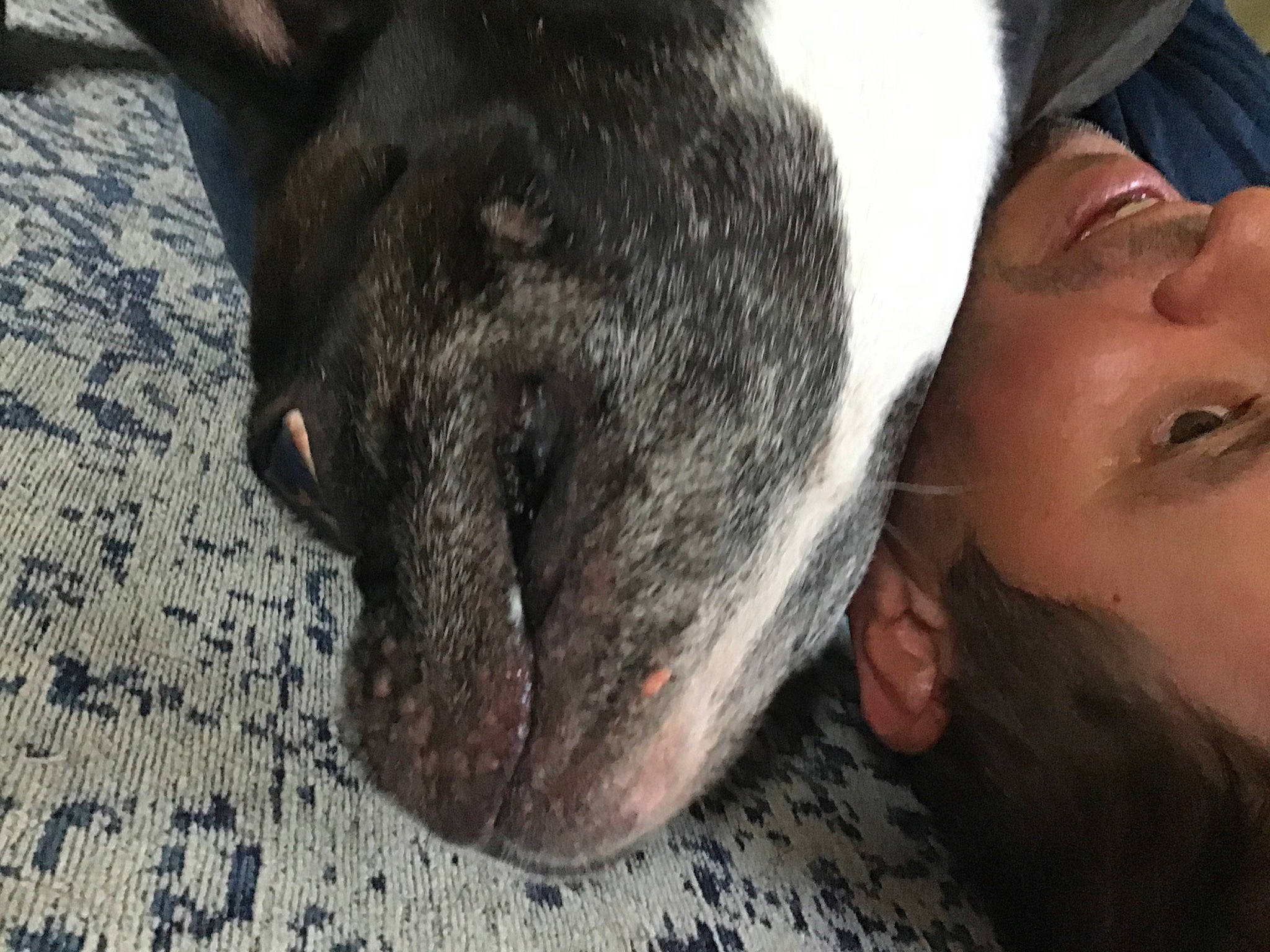 Piper is registered to the contest to win money with this photo: canidae, carnivore, collar, comfort, companion_dog, dog, dog_breed, ear, fawn, fur, gesture, happy, human_leg, nose, snout, sporting_group, terrestrial_animal, whiskers, working_animal, wrinkle