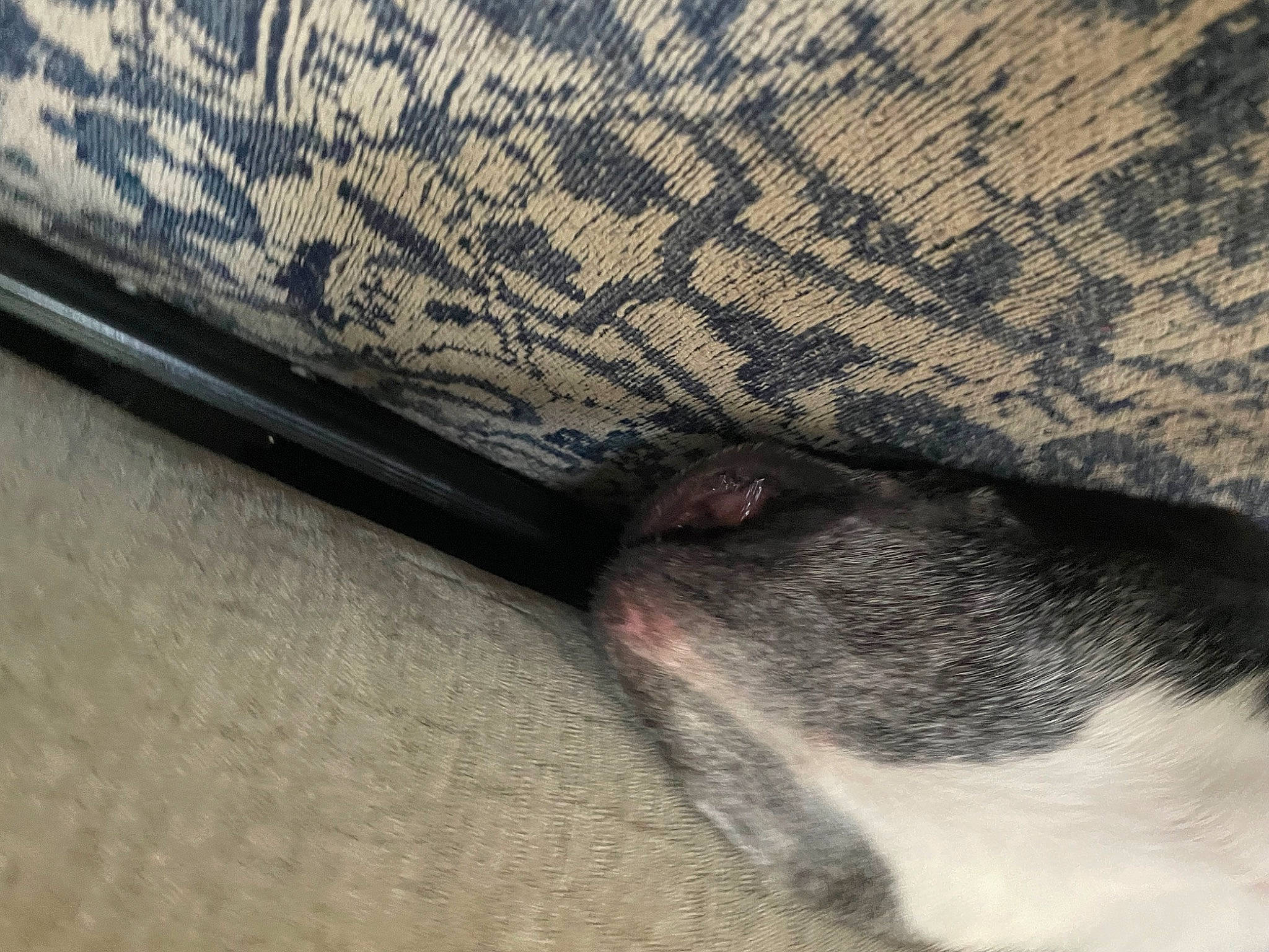 Piper joined the competition — help win amazing prizes! carnivore, cloud, dog, dog_breed, fawn, felidae, flooring, font, fur, grey, hardwood, human_leg, linens, snout, tail, tints_and_shades, whiskers, wood, wool, working_animal