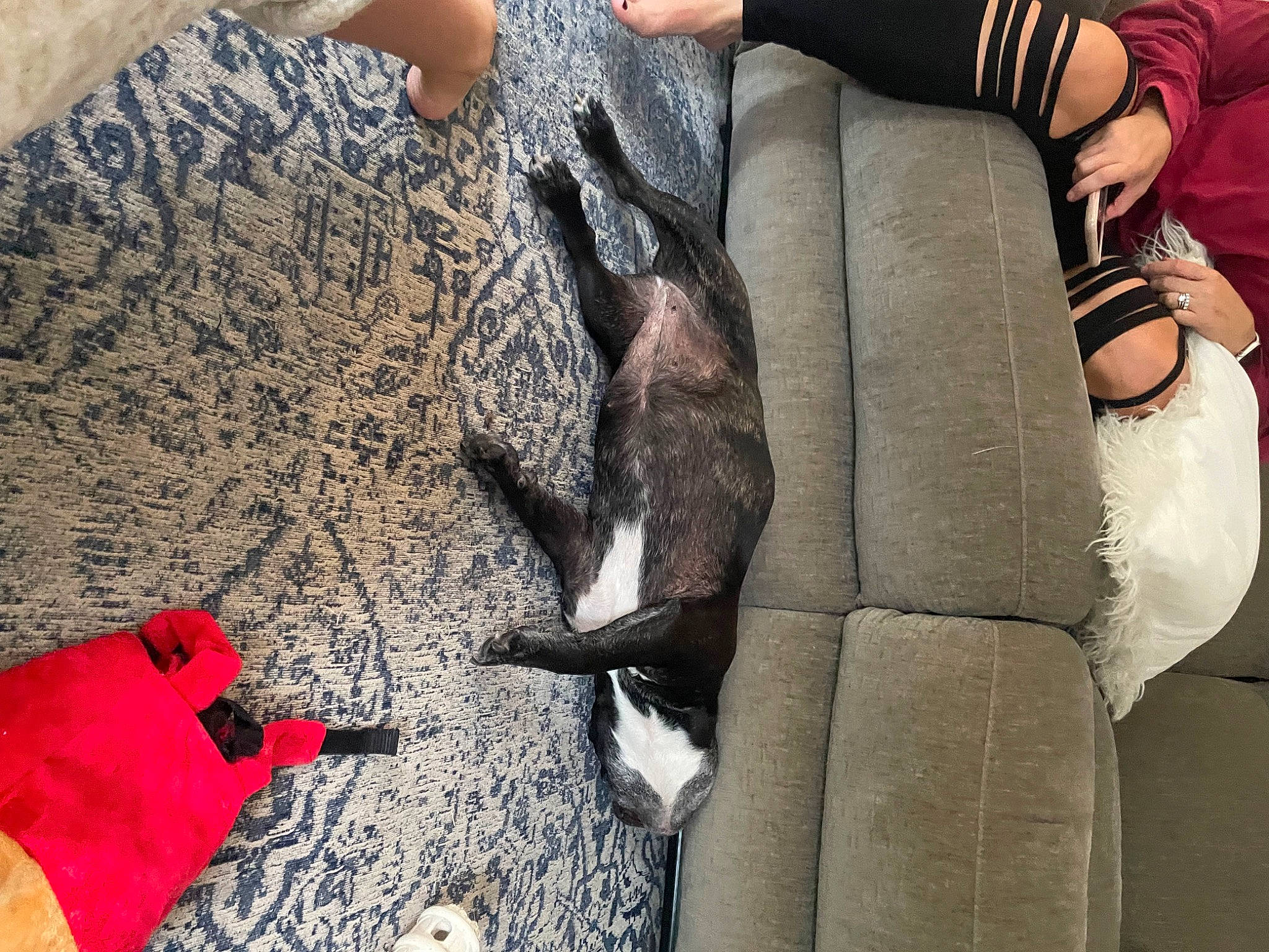 Piper is registered to the contest to win money with this photo: car_seat, carmine, comfort, fashion_accessory, finger, flooring, fur, glove, human_leg, knee, linens, nail, pattern, sitting, sleeve, thigh, wool, woolen, woven_fabric, wrist