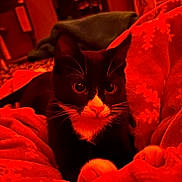 Katara is registered to the contest to win money with this photo: cat, tuxedo_cat, pet, animal, feline, black_and_white, whiskers, blanket, red_blanket, snowflake_pattern, cozy, indoor, warm_lighting, paws, cute, relaxed, fur, close_up, domestic_animal, resting