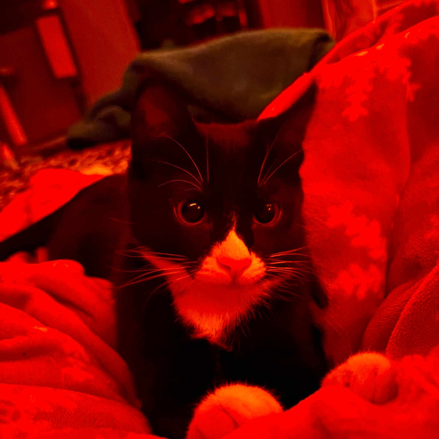 Katara is registered to the contest to win money with this photo: animal, black_and_white, blanket, cat, close_up, cozy, cute, domestic_animal, feline, fur, indoor, paws, pet, red_blanket, relaxed, resting, snowflake_pattern, tuxedo_cat, warm_lighting, whiskers