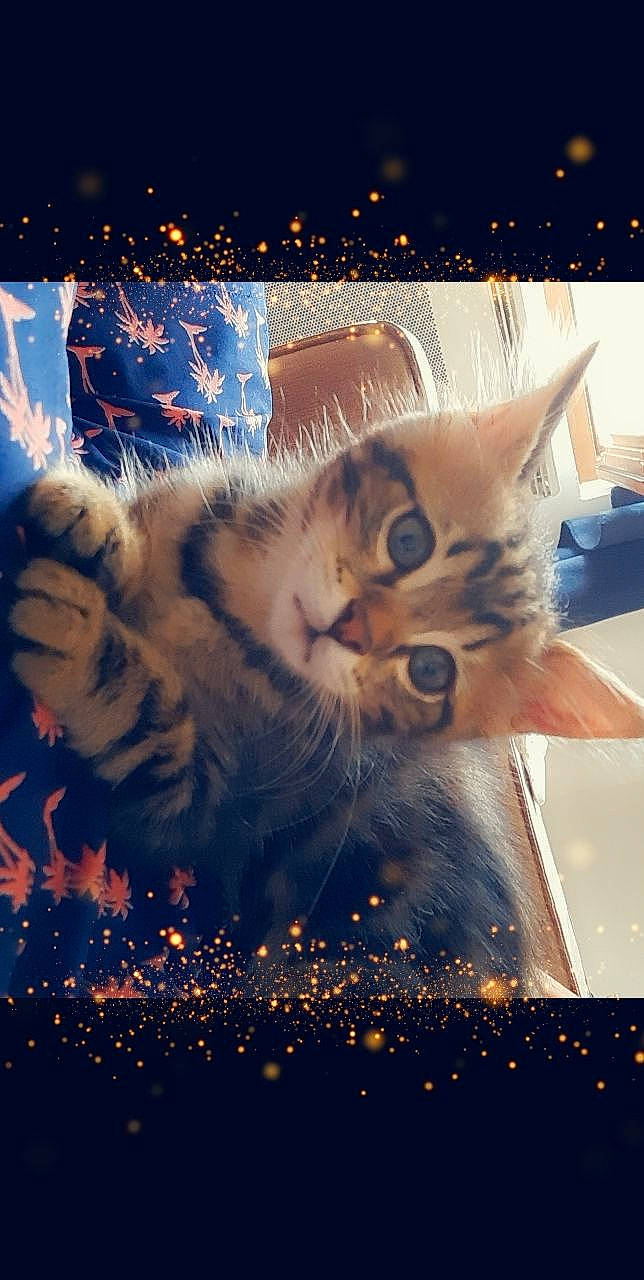 Guccii participe au concours pour gagner de l'argent avec cette photo : art, carnivore, cat, domestic_short_haired_cat, electric_blue, event, fawn, felidae, fur, holiday, light, lighting, organism, sky, small_to_medium_sized_cats, snout, space, tail, whiskers, window