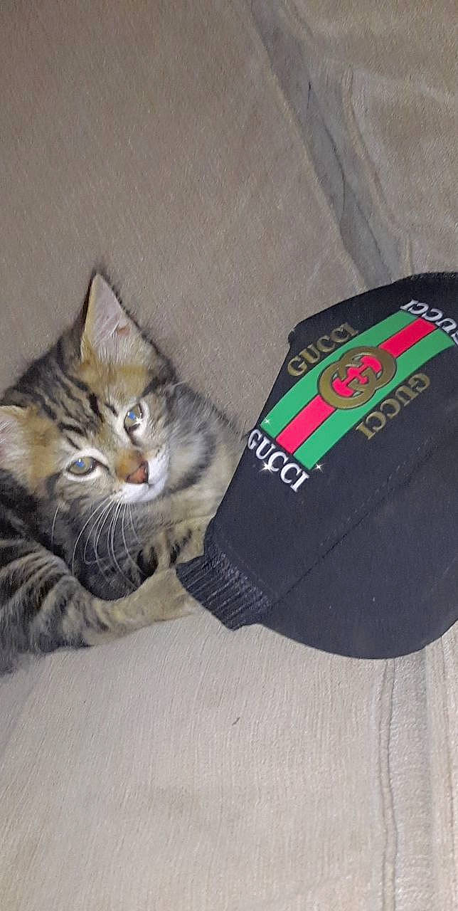 Guccii participe au concours pour gagner de l'argent avec cette photo : automotive_tire, bag, cap, carnivore, cat, comfort, domestic_short_haired_cat, fashion_accessory, felidae, fur, grey, luggage_and_bags, small_to_medium_sized_cats, snout, t_shirt, tail, terrestrial_animal, tree, whiskers, wood
