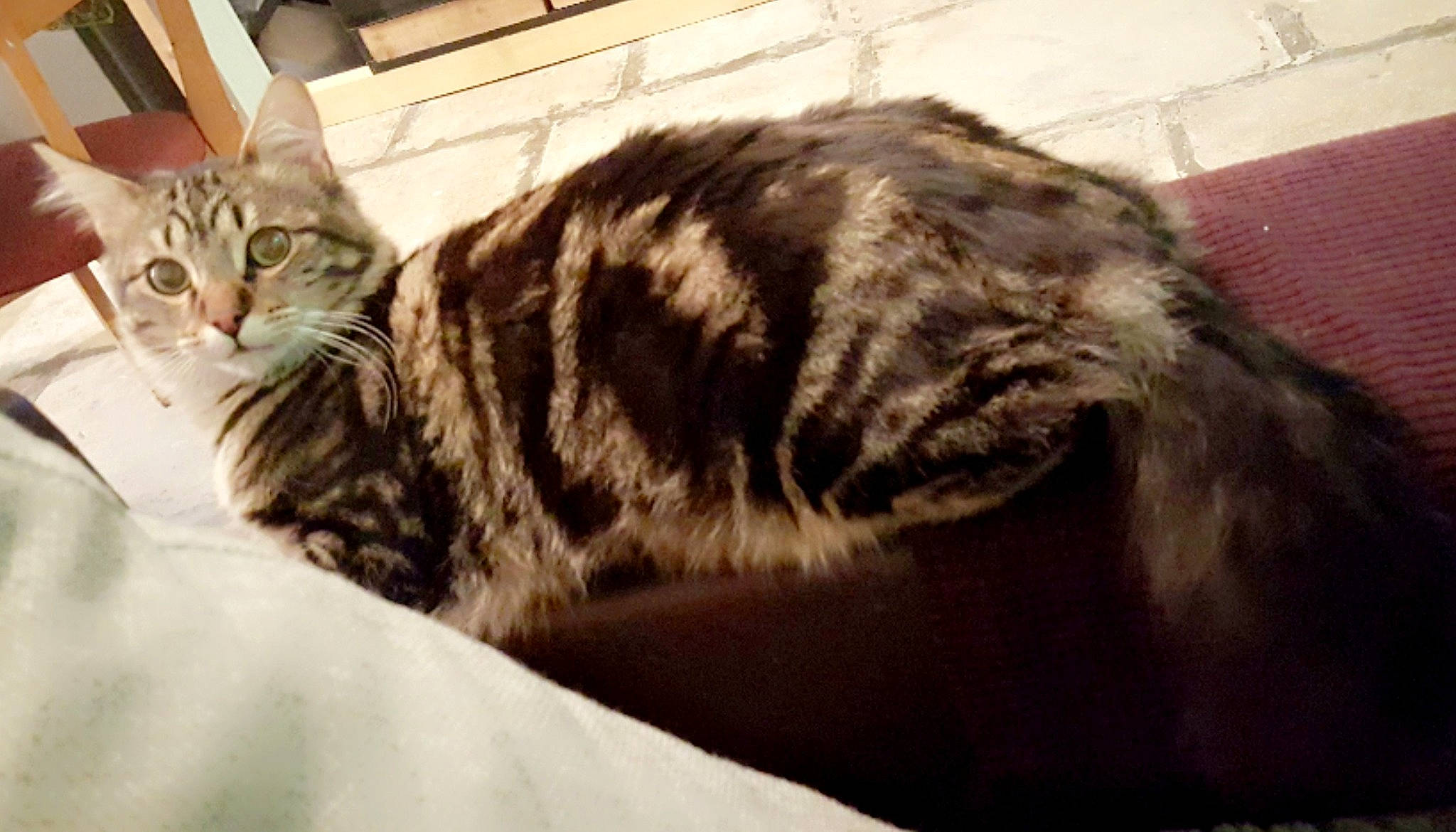 Guccii a rejoint le concours — aidez-le/la à gagner de superbes lots ! bed, carnivore, cat, claw, comfort, domestic_short_haired_cat, ear, felidae, fur, paw, small_to_medium_sized_cats, snout, tail, terrestrial_animal, whiskers