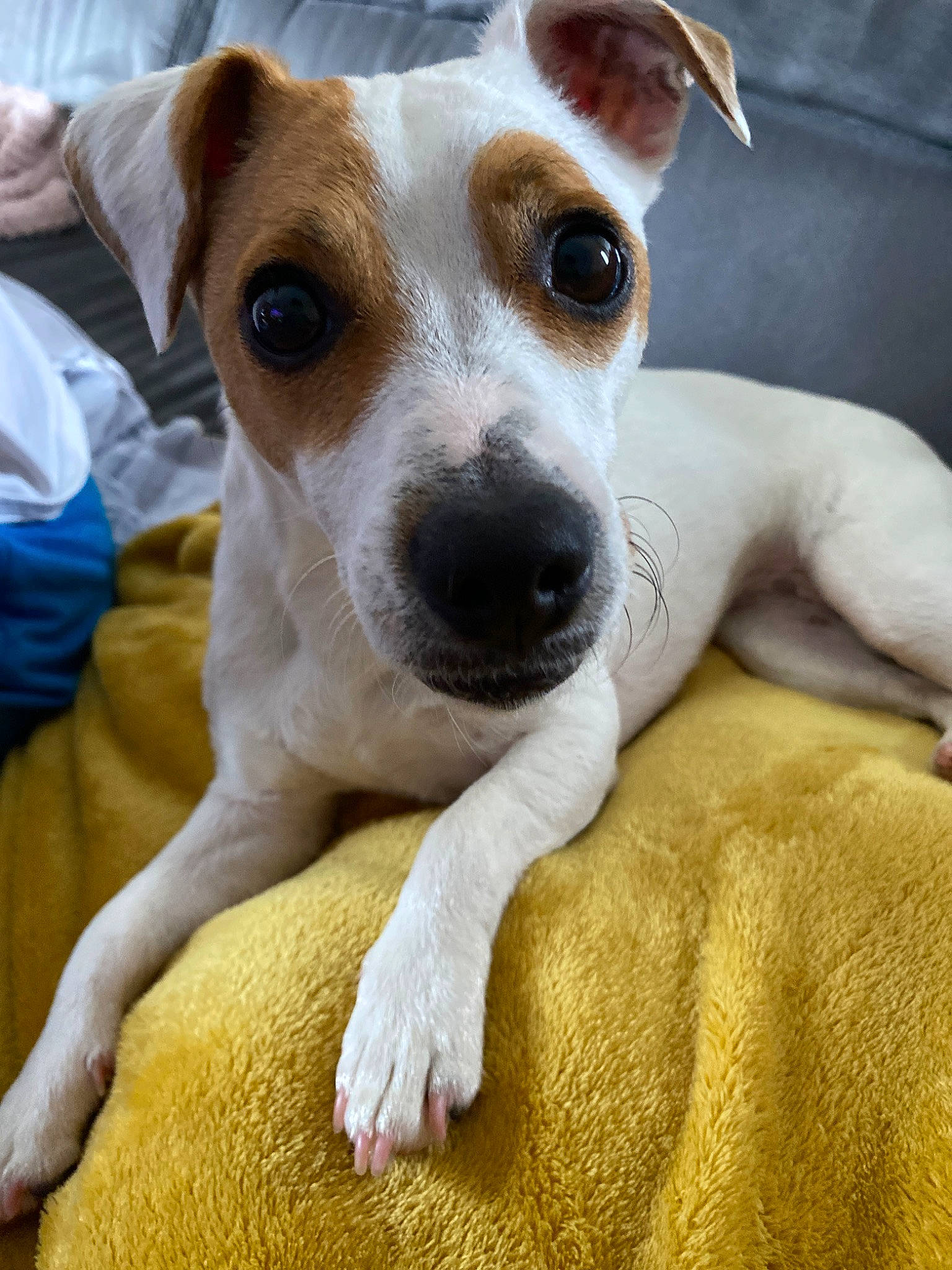 Nioky participe au concours pour gagner de l'argent avec cette photo : canidae, carnivore, companion_dog, dog, dog_breed, feist, irishjacks, jack_russell_terrier, mammal, miniature_fox_terrier, parson_russell_terrier, potcake_dog, rare_breed_dog, rat_terrier, russell_terrier, snout, sporting_group, teddy_roosevelt_terrier, treeing_feist, vertebrate