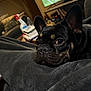 Beans joined the competition — help win amazing prizes! dog, french_bulldog, pet, close_up, resting, blanket, living_room, television, sports, indoor, fur, ears, face, eyes, couch, comfort, home, cozy, animal, portrait