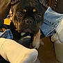 Beans is registered to the contest to win money with this photo: dog, french_bulldog, pet, indoor, collar, tag, sock, foot, denim, jeans, chair, carpet, brown, black, white, closeup, curious, animal, resting, cozy