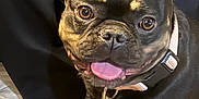 Beans is registered to the contest to win money with this photo: dog, french_bulldog, pet, animal, collar, tongue_out, happy, sitting, indoor, person_legs, black_dog, brown_eyes, closeup, cute, domestic_animal, friendly, snout, ears_up, companion, canine