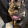 dog, french_bulldog, pet, animal, collar, tongue_out, happy, sitting, indoor, person_legs, black_dog, brown_eyes, closeup, cute, domestic_animal, friendly, snout, ears_up, companion, canine