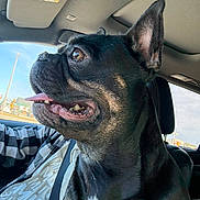Beans is registered to the contest to win money with this photo: dog, black_dog, pet, car_interior, seatbelt, window, daylight, happy, tongue_out, close_up, canine, companion, domestic_animal, sitting, inside_car, head, ears, fur, animal, vehicle