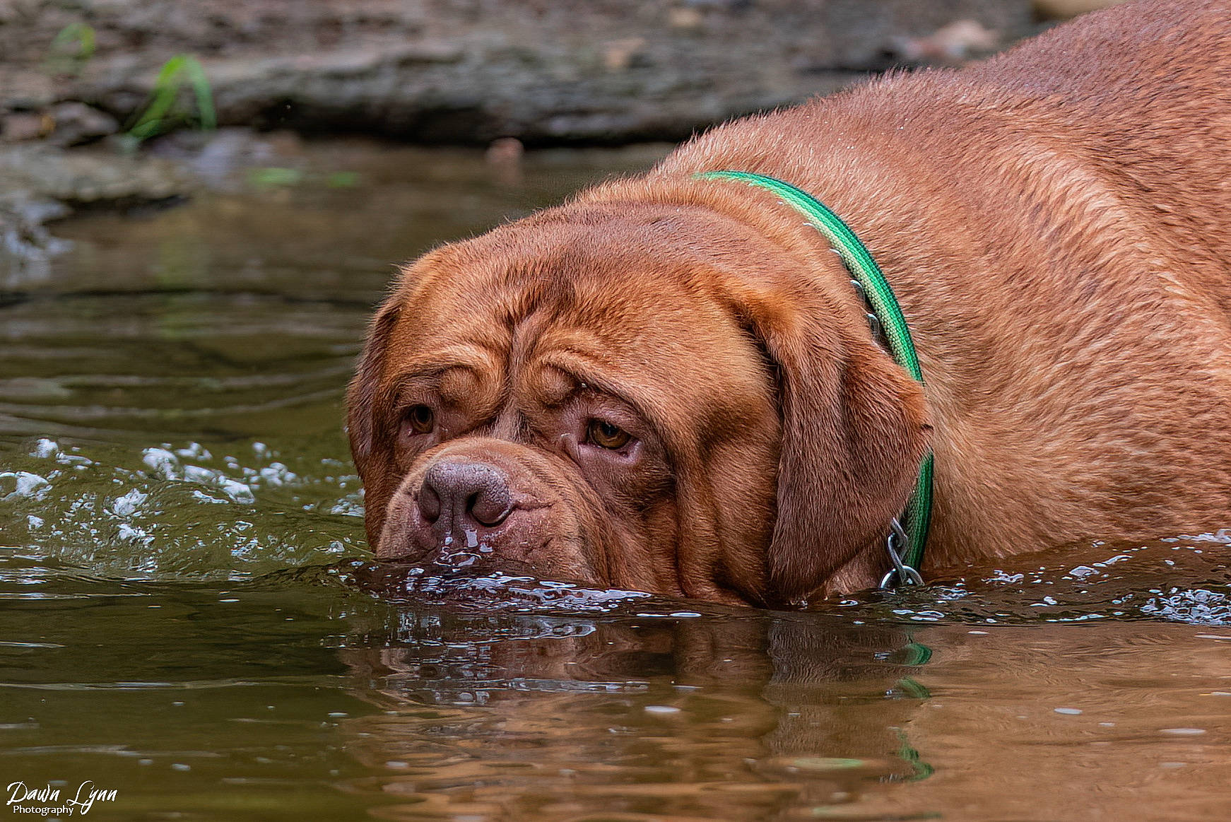 Norman joined the competition — help win amazing prizes! canidae, carnivore, collar, companion_dog, dog, dog_breed, dog_collar, fawn, grass, gun_dog, lake, liver, snout, sporting_group, terrestrial_animal, water, wildlife, working_animal, working_dog, wrinkle