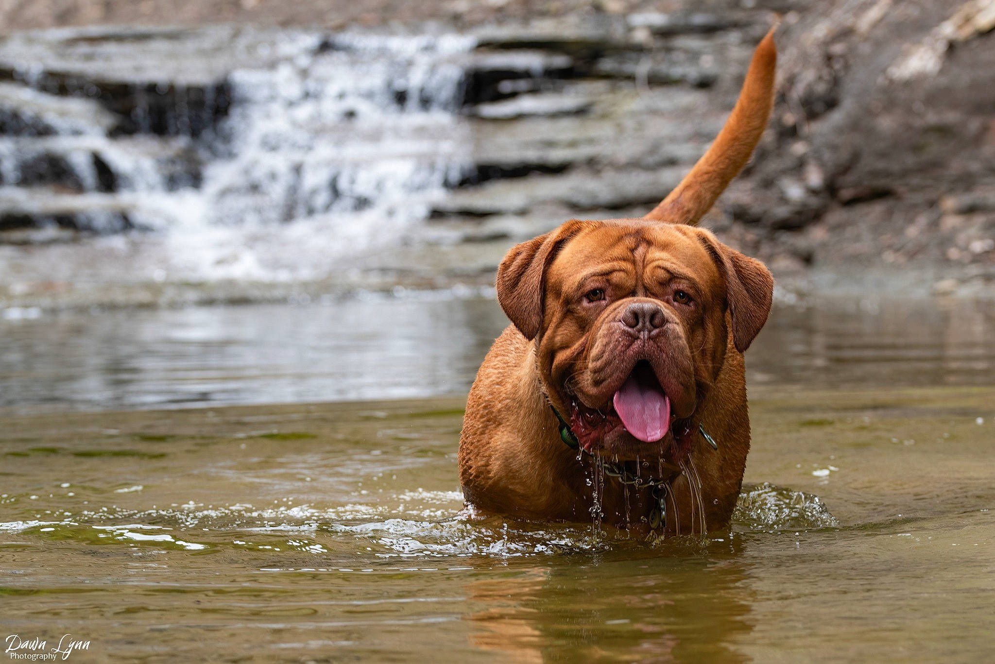 Norman is registered to the contest to win money with this photo: canidae, carnivore, companion_dog, dog, dog_breed, dog_collar, fawn, guard_dog, gun_dog, hunting_dog, lake, liver, rapid, snout, sporting_group, stream, water, waterfall, working_animal, working_dog