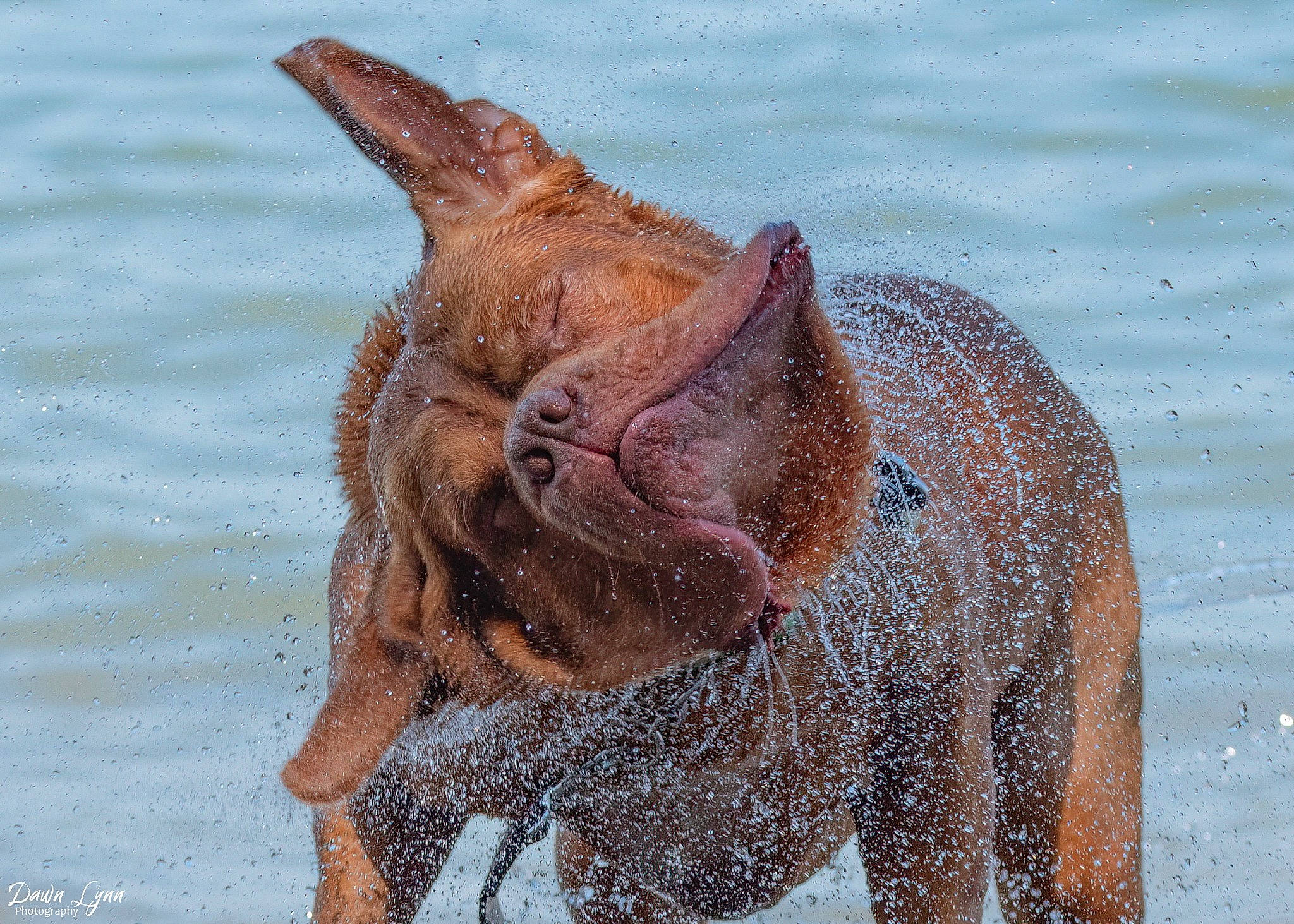 Norman joined the competition — help win amazing prizes! art, event, fawn, fluid, liquid, liver, snout, tail, terrestrial_animal, vertebrate, water, wildlife, working_animal