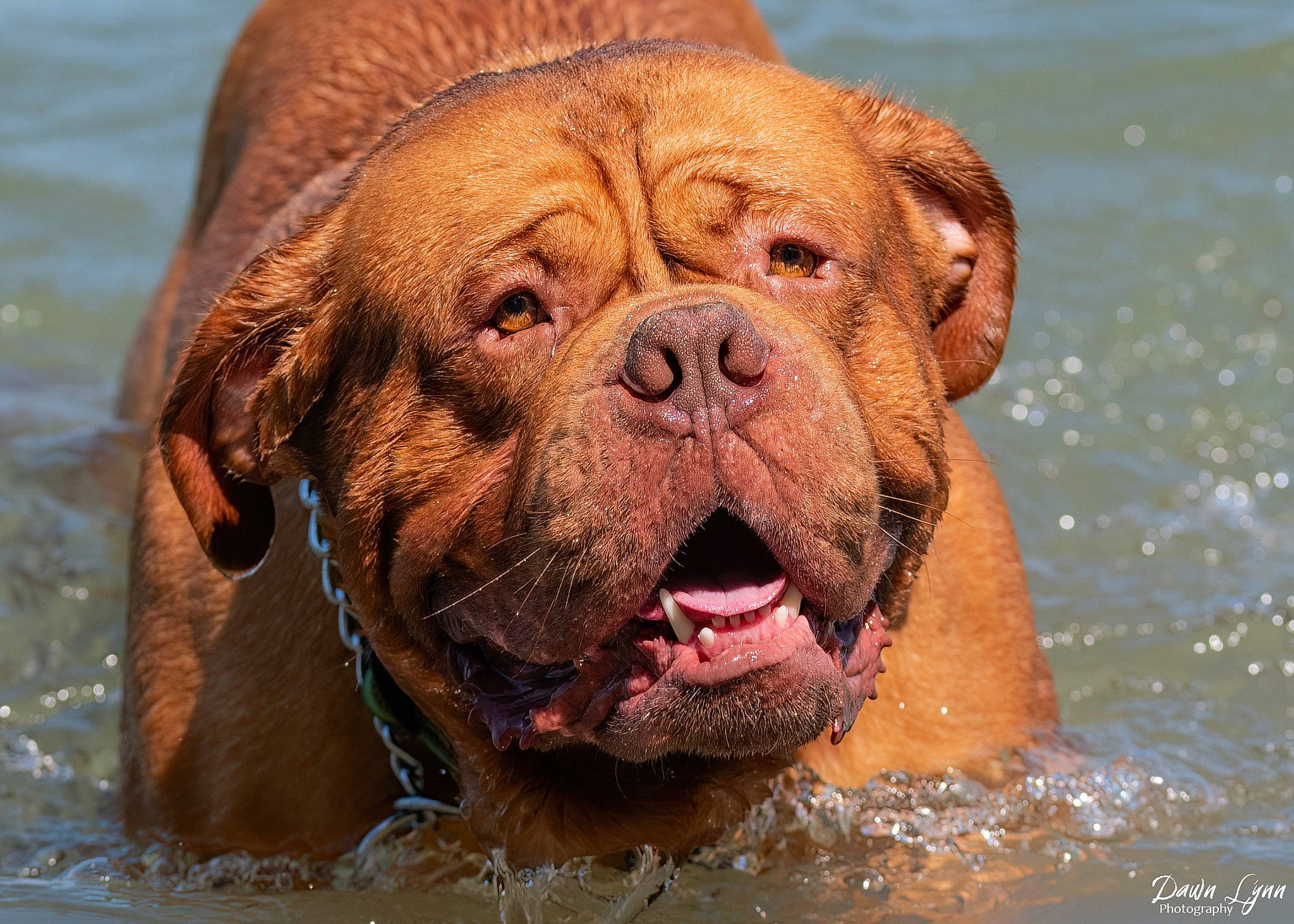 Norman joined the competition — help win amazing prizes! bathing, canidae, carnivore, companion_dog, dog, dog_breed, fawn, fluid, fun, liver, molosser, ori_pei, snout, sporting_group, terrestrial_animal, vertebrate, water, working_animal, working_dog, wrinkle