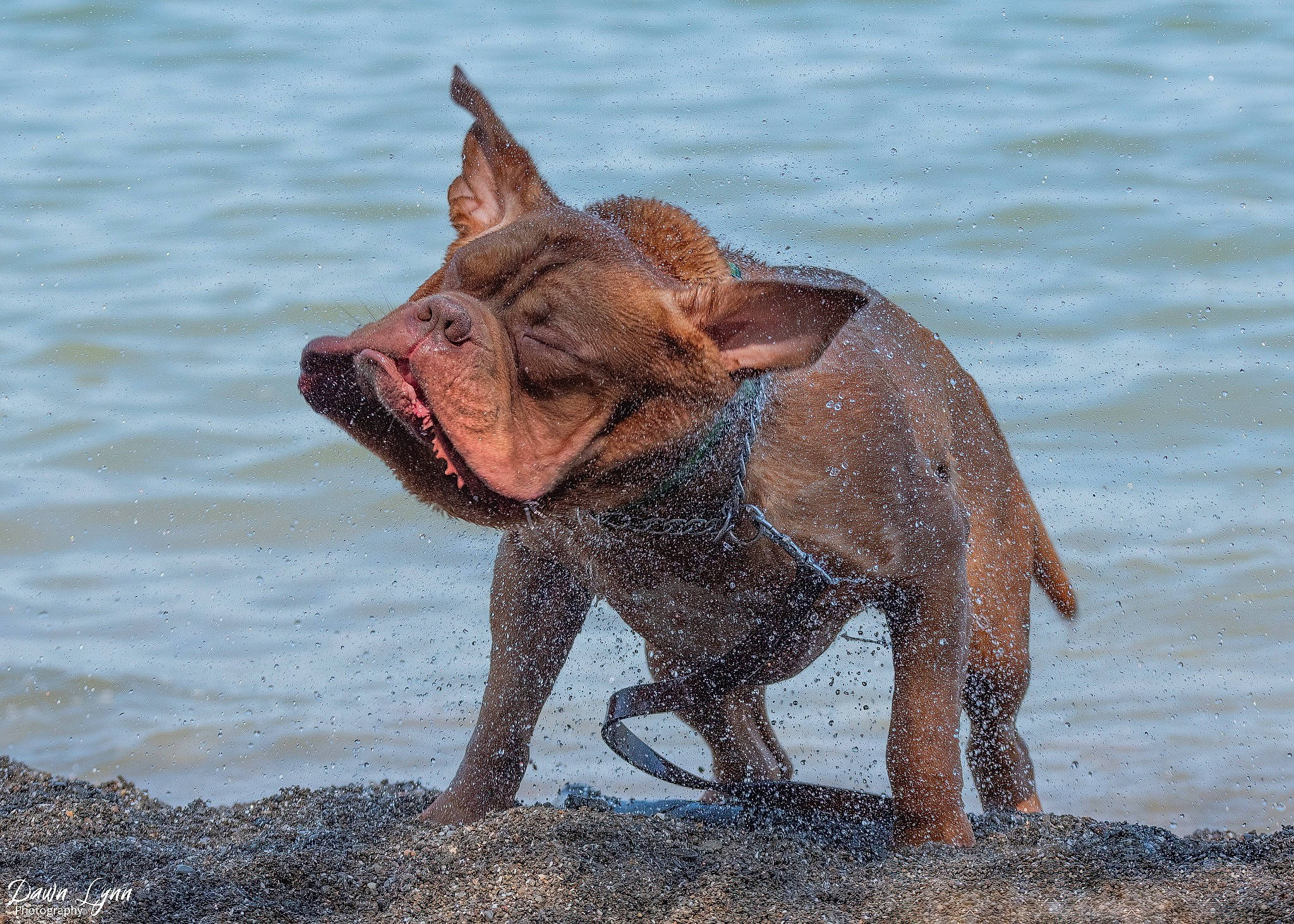 Norman is registered to the contest to win money with this photo: canidae, carnivore, collar, dog, dog_breed, dog_collar, fawn, guard_dog, liquid, liver, mammal, sculpture, snout, sporting_group, tail, terrestrial_animal, vertebrate, water, wildlife, working_animal