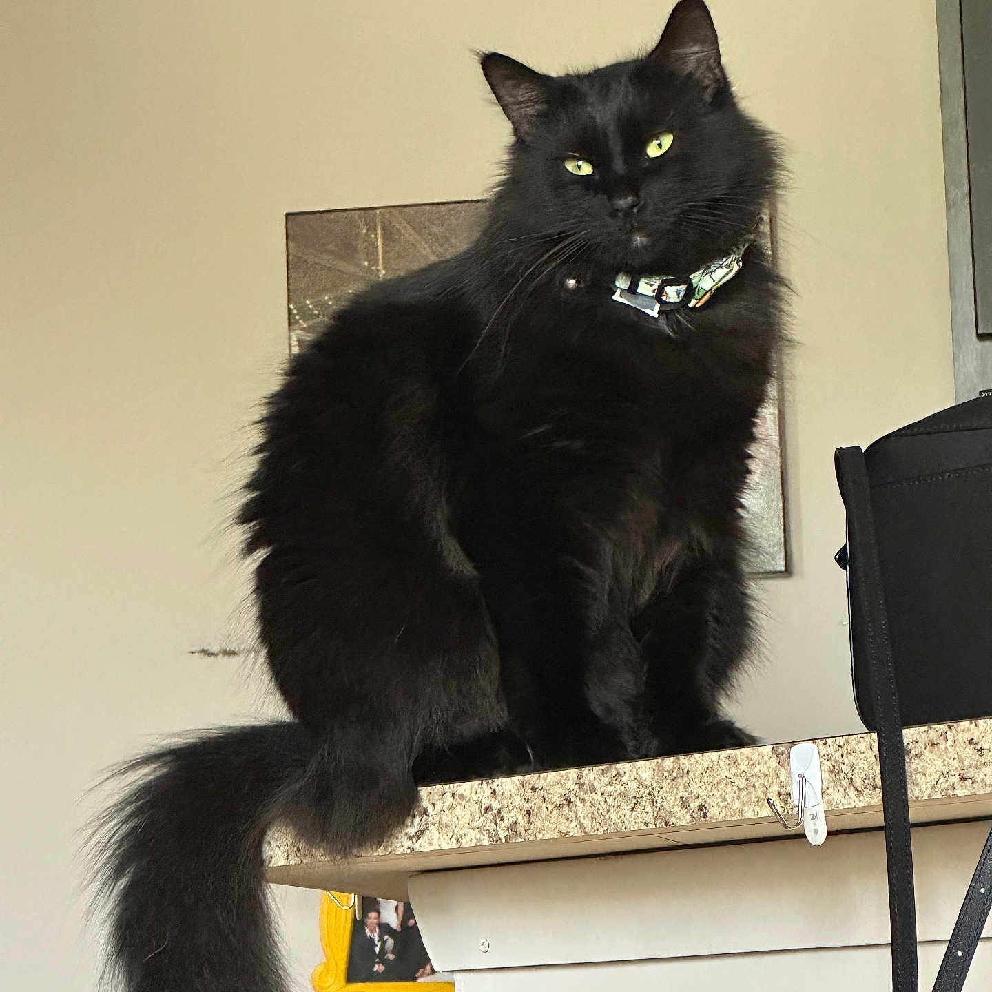 Cosmo Bowers is registered to the contest to win money with this photo: animal, black_cat, calm, cat, close_up, collar, countertop, cute, domestic_animal, feline, fluffy, furniture, green_eyes, household, indoor, long_tail, looking_at_camera, pet, portrait, sitting