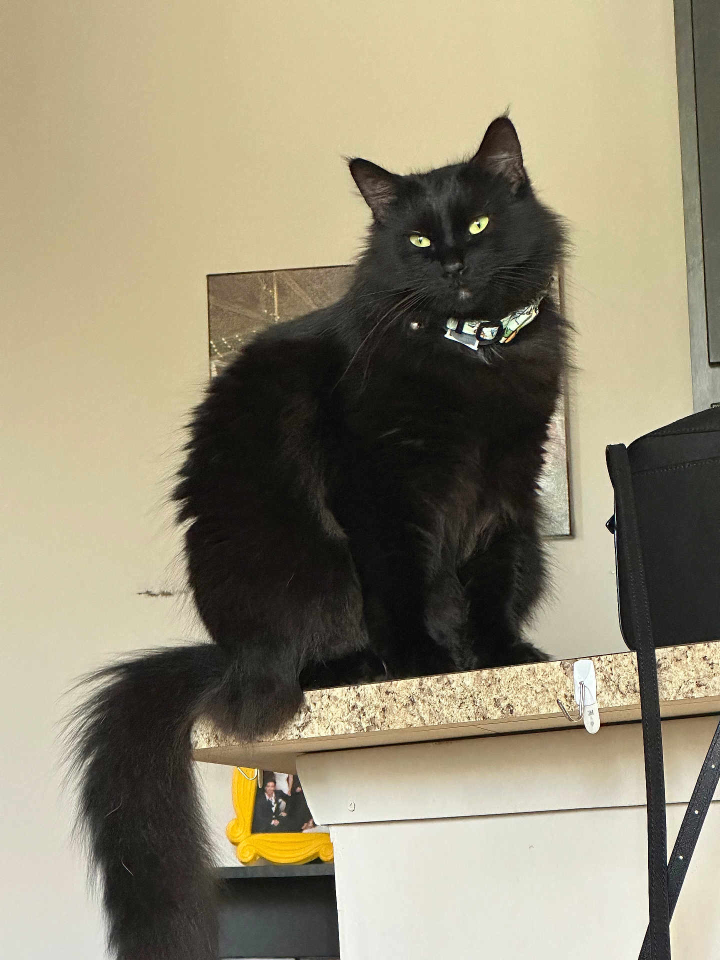Cosmo Bowers is registered to the contest to win money with this photo: cat, black_cat, fluffy, long_tail, indoor, countertop, collar, pet, feline, green_eyes, sitting, domestic_animal, animal, looking_at_camera, calm, portrait, household, furniture, close_up, cute
