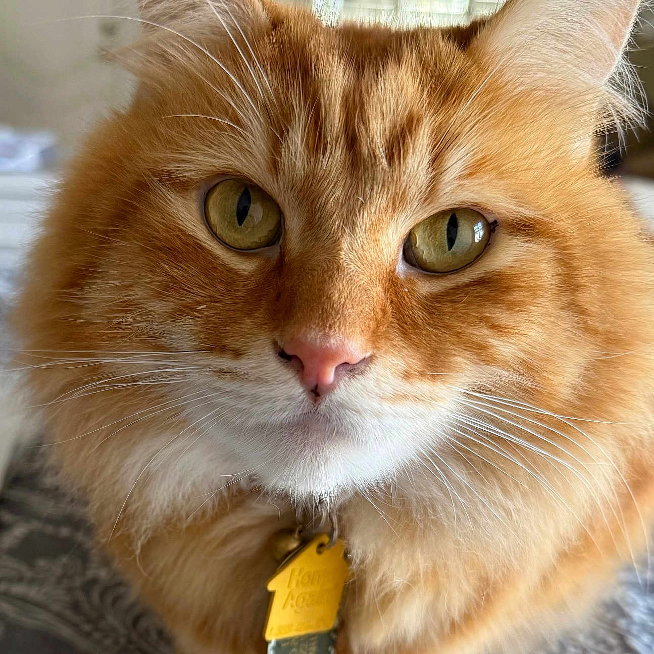 Kekoa joined the competition — help win amazing prizes! animal, bedspread, cat, close_up, closeup, curious, cute, domestic_cat, feline, fluffy, fur, green_eyes, household_pet, indoor, mammal, orange_tabby, pet_tag, pink_nose, portrait, whiskers