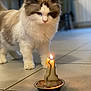 animal, background_blur, brown_patches, candle, cat, close_up, cozy, curious, feline, floor, fluffy_cat, home, indoor, lit_candle, number_one_candle, pet, small_dish, soft_focus, tile_floor, white_cat