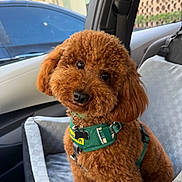 Milo joined the competition — help win amazing prizes! dog, poodle, pet, car, car_seat, harness, brown, fluffy, cute, animal, portrait, indoor, seat, window, vehicle, companion, furry, domestic_animal, sitting, head_tilt