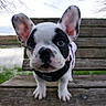 Pua joined the competition — help win amazing prizes! french_bulldog, puppy, dog, bench, outdoor, wood, ears, close_up, pet, animal, cute, young, nature, grass, water, face, portrait, black_and_white, leash, collar