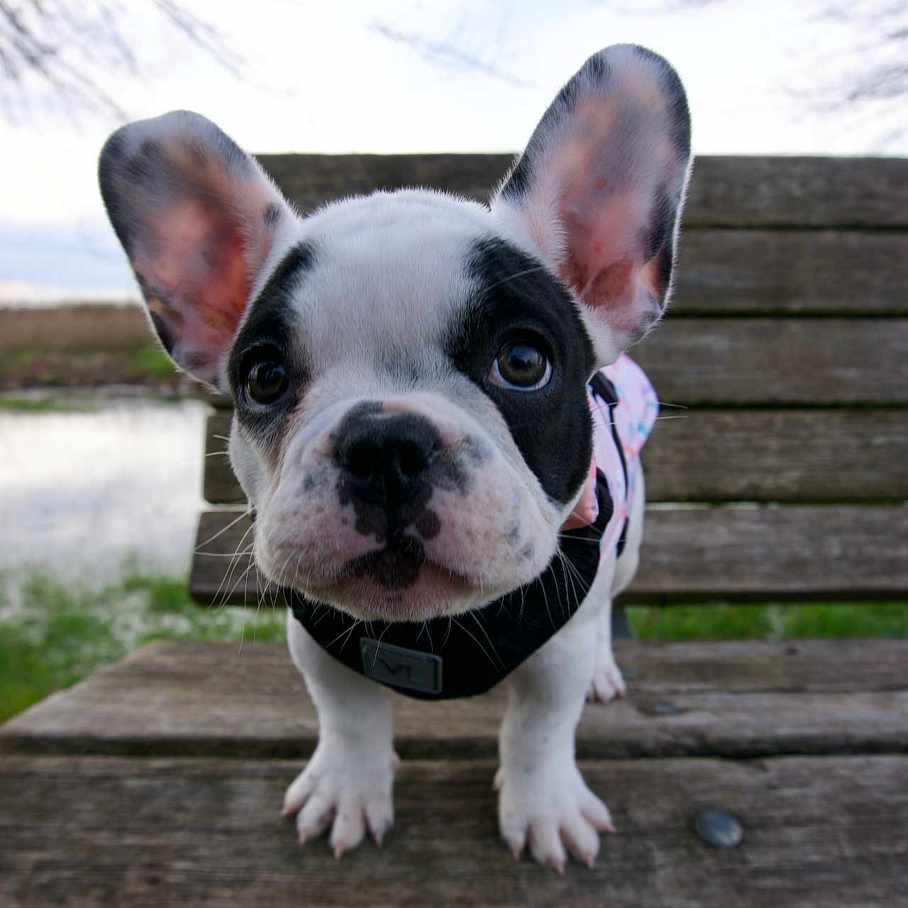 Pua joined the competition — help win amazing prizes! french_bulldog, puppy, dog, bench, outdoor, wood, ears, close_up, pet, animal, cute, young, nature, grass, water, face, portrait, black_and_white, leash, collar