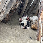 Pua joined the competition — help win amazing prizes! french_bulldog, dog, sand, wood, shelter, outdoor, pet, animal, resting, lying_down, nature, closeup, brown, white, black, ears, face, texture, cozy, relaxed
