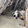 french_bulldog, dog, sand, wood, shelter, outdoor, pet, animal, resting, lying_down, nature, closeup, brown, white, black, ears, face, texture, cozy, relaxed
