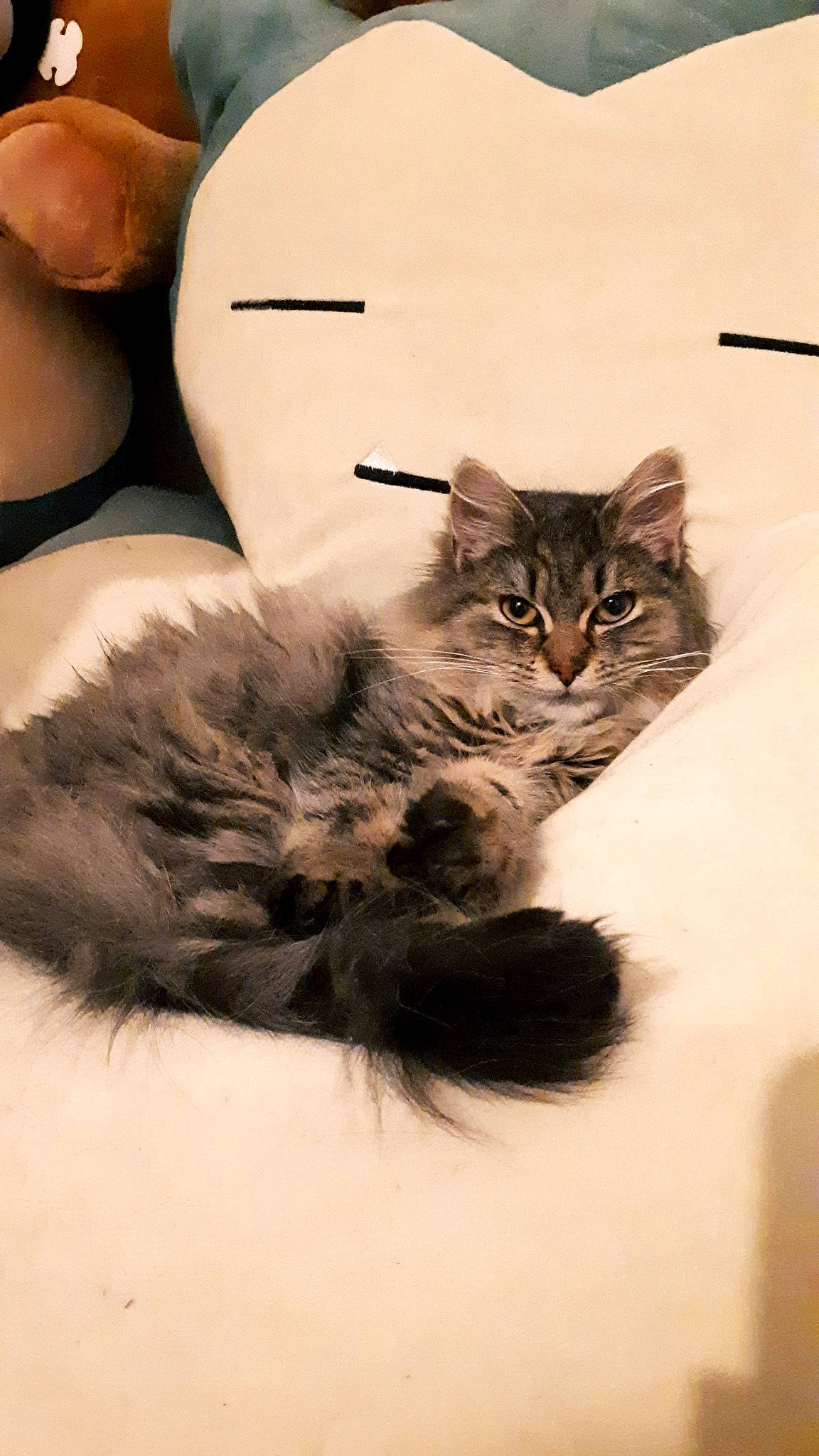 Tina a rejoint le concours — aidez-le/la à gagner de superbes lots ! art, carnivore, cat, claw, comfort, domestic_short_haired_cat, fawn, felidae, foot, fur, human_leg, mammal, paw, sitting, small_to_medium_sized_cats, snout, tail, terrestrial_animal, vertebrate, whiskers