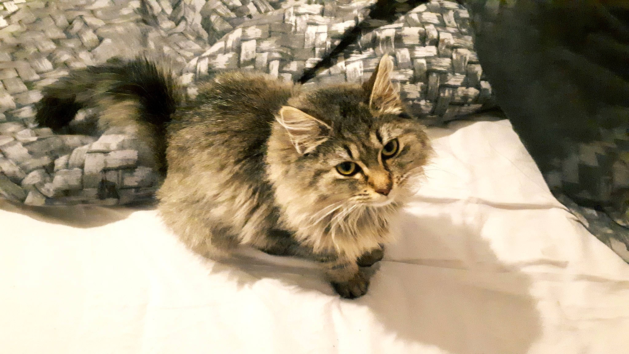 Tina participe au concours pour gagner de l'argent avec cette photo : british_longhair, carnivore, cat, claw, comfort, domestic_short_haired_cat, fawn, felidae, fur, maine_coon, paw, small_to_medium_sized_cats, snout, tail, terrestrial_animal, tree, whiskers, wildlife