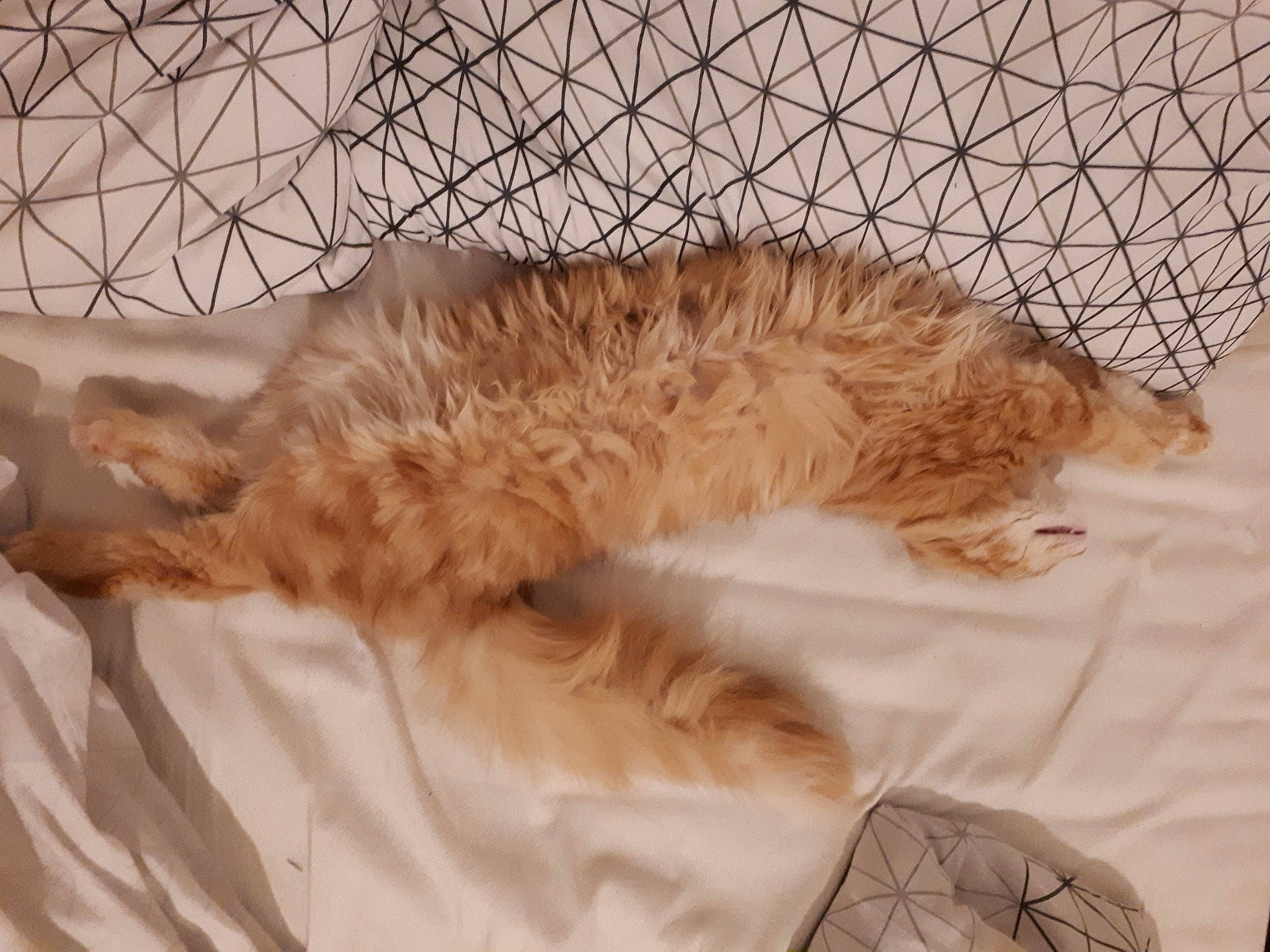 Gary a rejoint le concours — aidez-le/la à gagner de superbes lots ! bed, carnivore, cat, cat_bed, comfort, companion_dog, couch, domestic_short_haired_cat, fawn, felidae, fur, linens, mammal, mesh, paw, pet_supply, small_to_medium_sized_cats, tail, vertebrate, whiskers