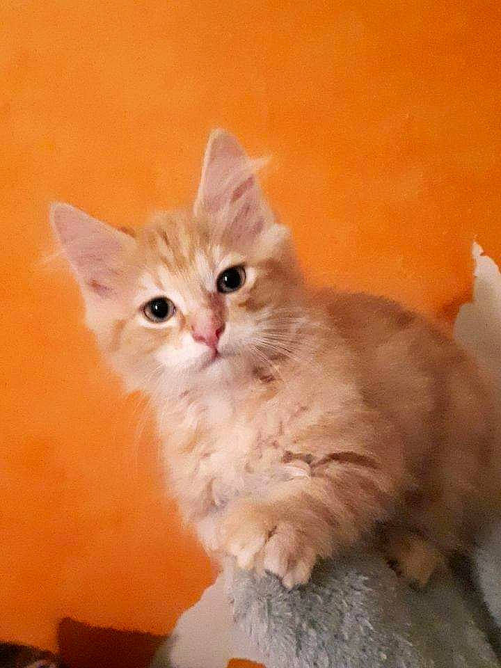 Gary participe au concours pour gagner de l'argent avec cette photo : british_longhair, carnivore, cat, claw, fawn, felidae, fur, iris, paw, peach, photo_caption, small_to_medium_sized_cats, snout, tail, terrestrial_animal, whiskers, window, wood