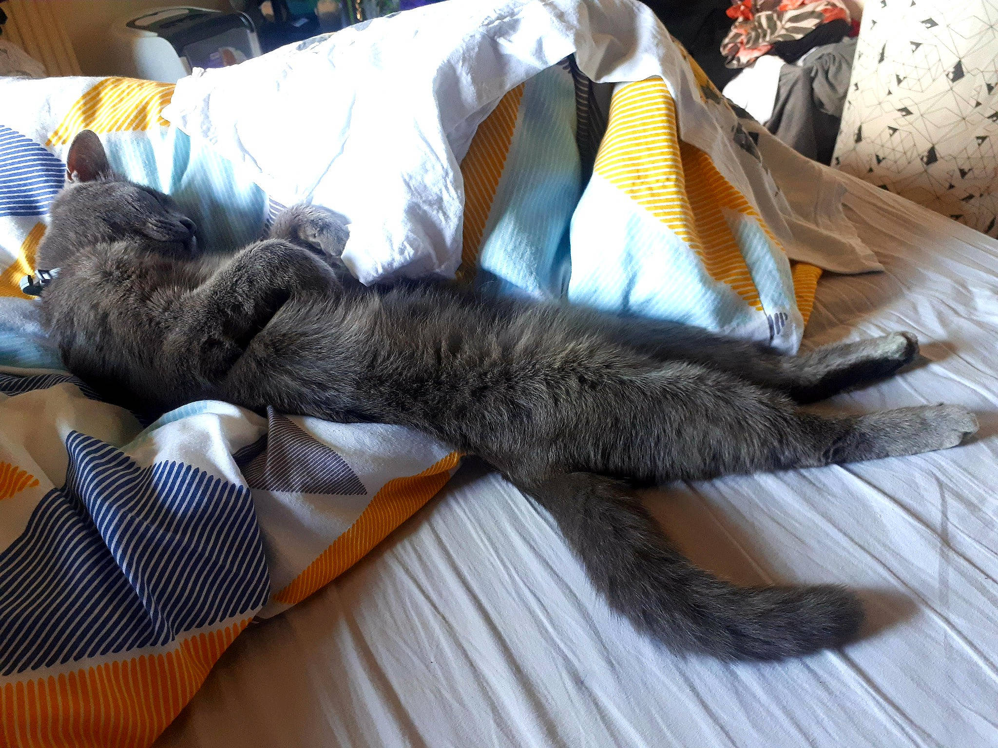 Miyu participe au concours pour gagner de l'argent avec cette photo : carnivore, cat, claw, comfort, couch, domestic_short_haired_cat, felidae, flooring, fur, grey, human_leg, laptop, linens, nap, room, small_to_medium_sized_cats, sporting_group, tail, whiskers, wood