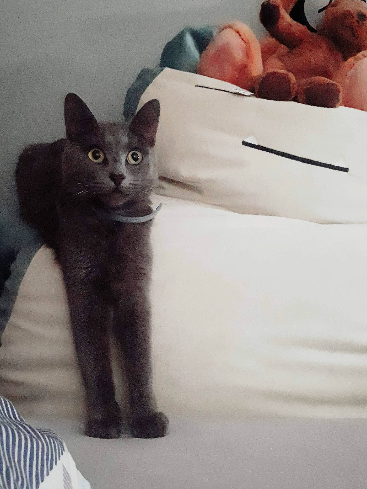 Miyu participe au concours pour gagner de l'argent avec cette photo : carnivore, cat, comfort, domestic_short_haired_cat, fawn, felidae, foot, fur, grey, linens, mammal, paw, russian_blue, sitting, small_to_medium_sized_cats, snout, stuffed_toy, tail, terrestrial_animal, whiskers