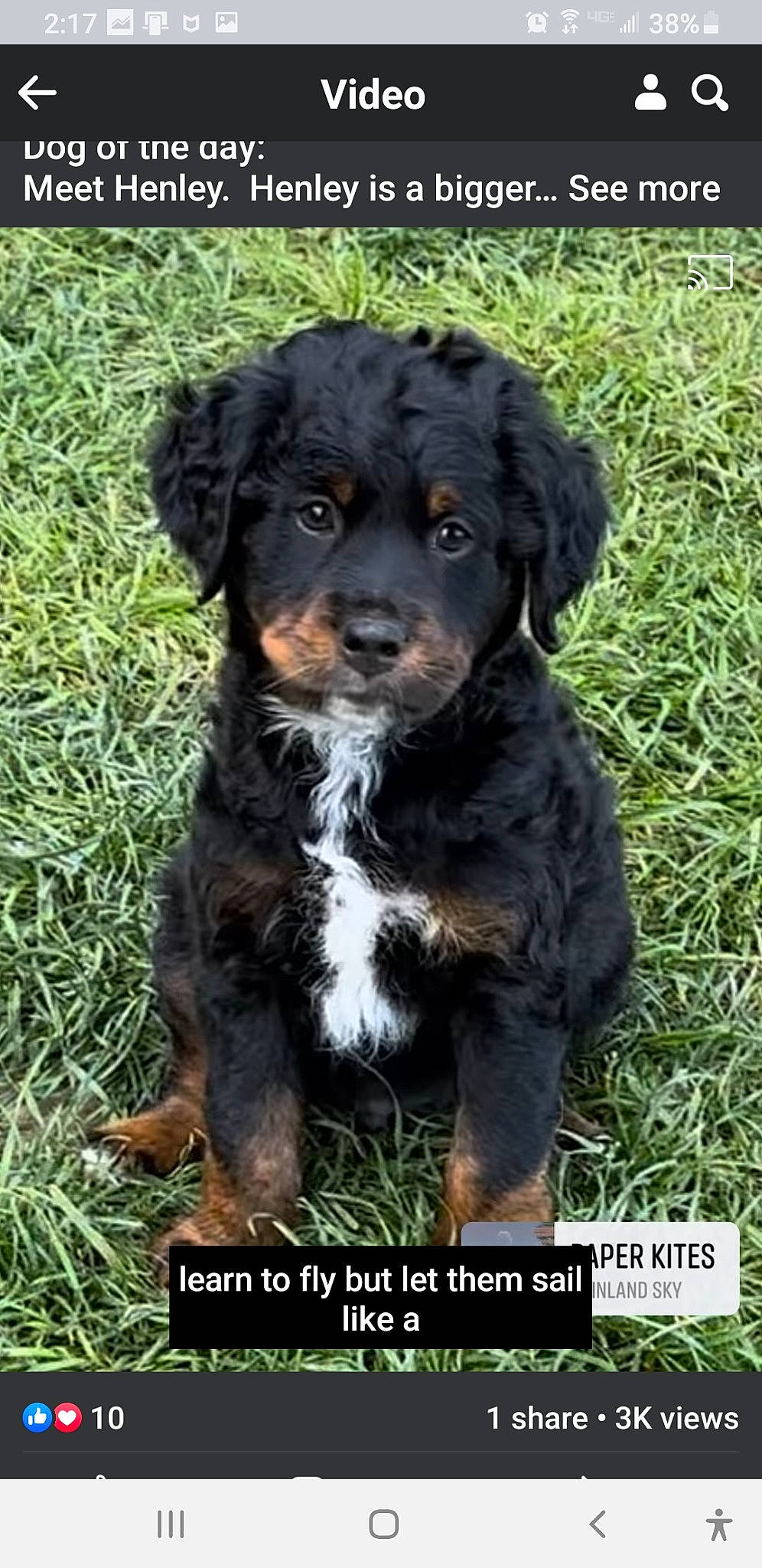 Bentley is registered to the contest to win money with this photo: borador, canidae, carnivore, companion_dog, dog, dog_breed, fur, grass, gun_dog, hunting_dog, liver, photo_caption, plant, snout, soil, sporting_group, terrestrial_animal, working_animal, working_dog