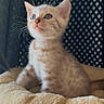kitten, cat, blue_eyes, fluffy, cushion, pet, animal, whiskers, fur, cute, indoor, soft, cozy, sitting, curious, young, small, portrait, feline, domestic_cat