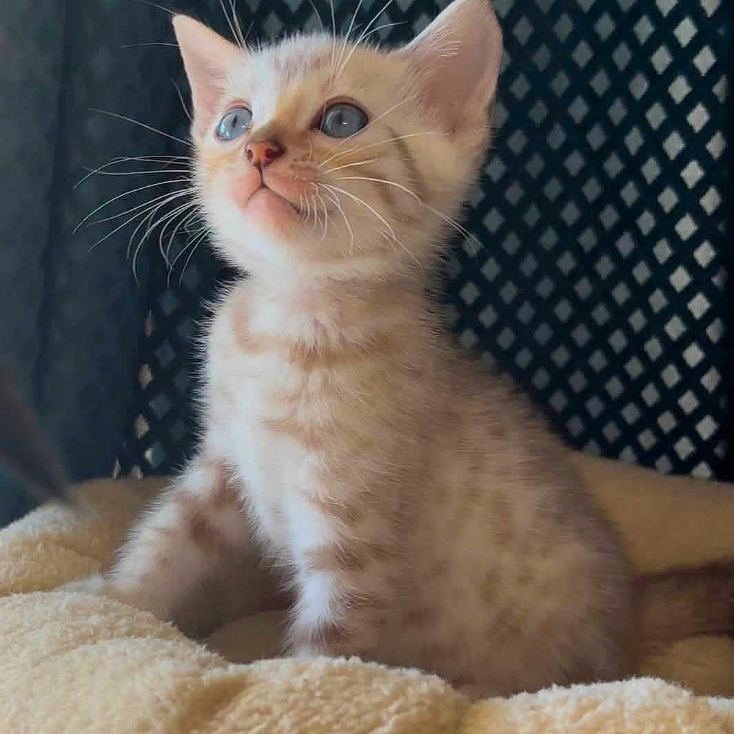 Brume a rejoint le concours — aidez-le/la à gagner de superbes lots ! kitten, cat, blue_eyes, fluffy, cushion, pet, animal, whiskers, fur, cute, indoor, soft, cozy, sitting, curious, young, small, portrait, feline, domestic_cat